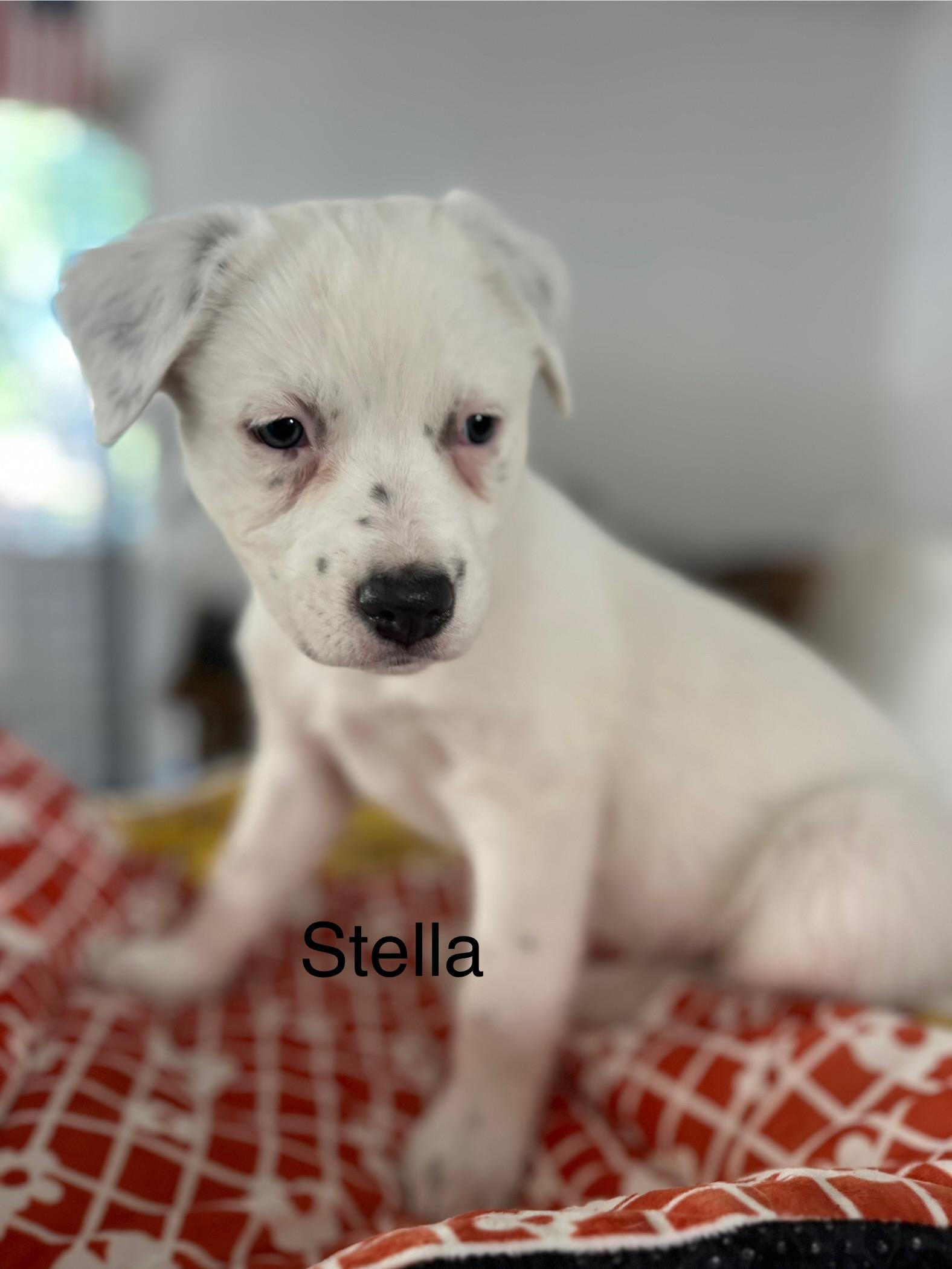 Stella , a ADOPTABLE mixed breed in Poway, CA image 2/6