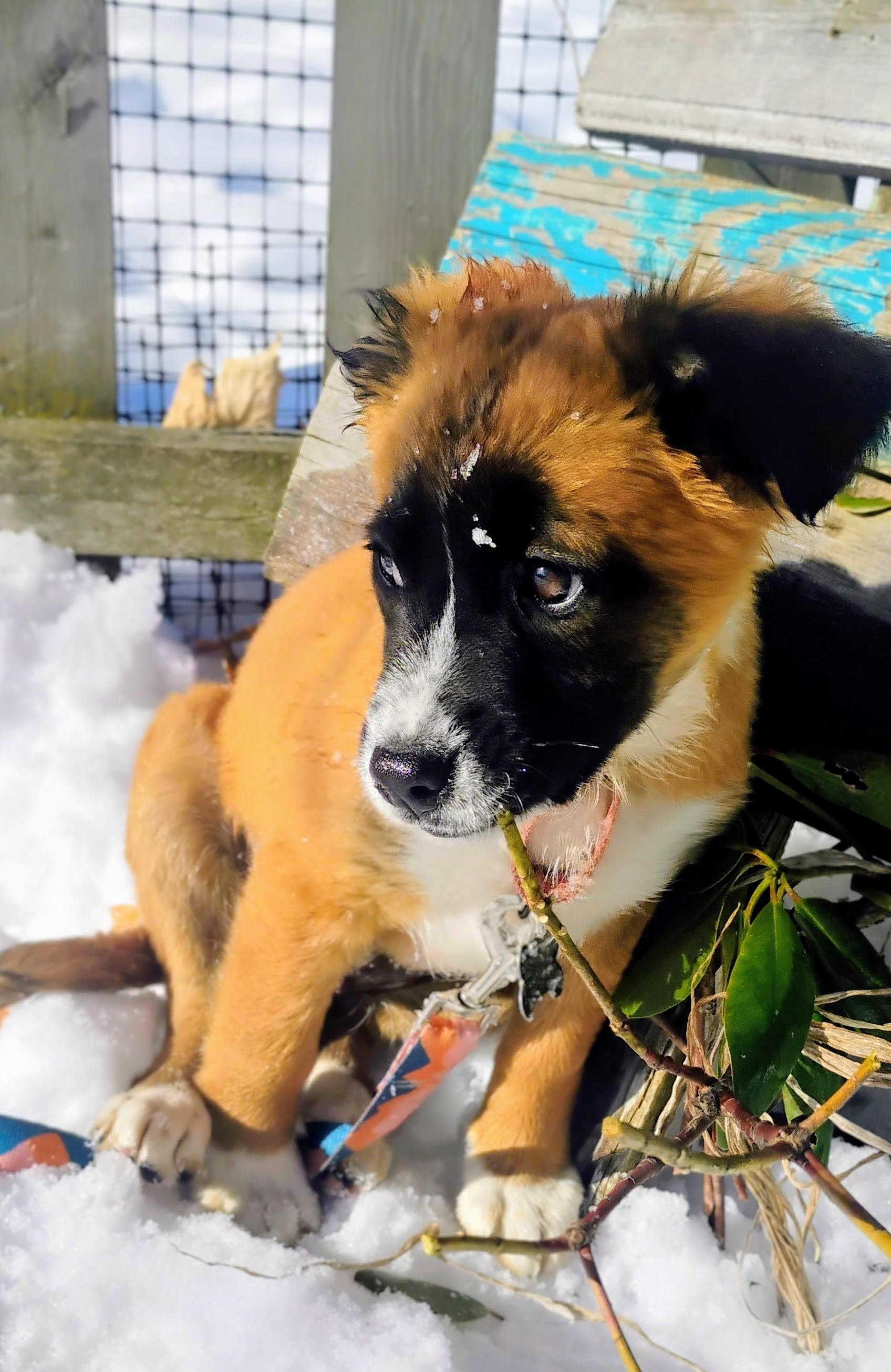 Fancy, an adoptable mixed breed in Albany, NY image 3/6