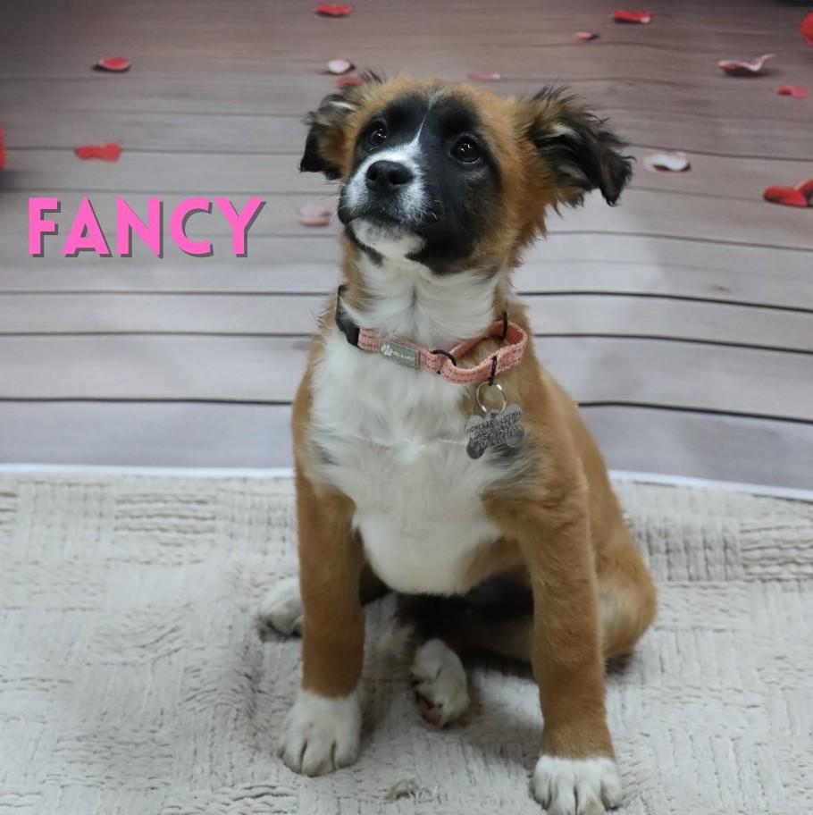 Fancy, an adoptable mixed breed in Albany, NY image 6/6