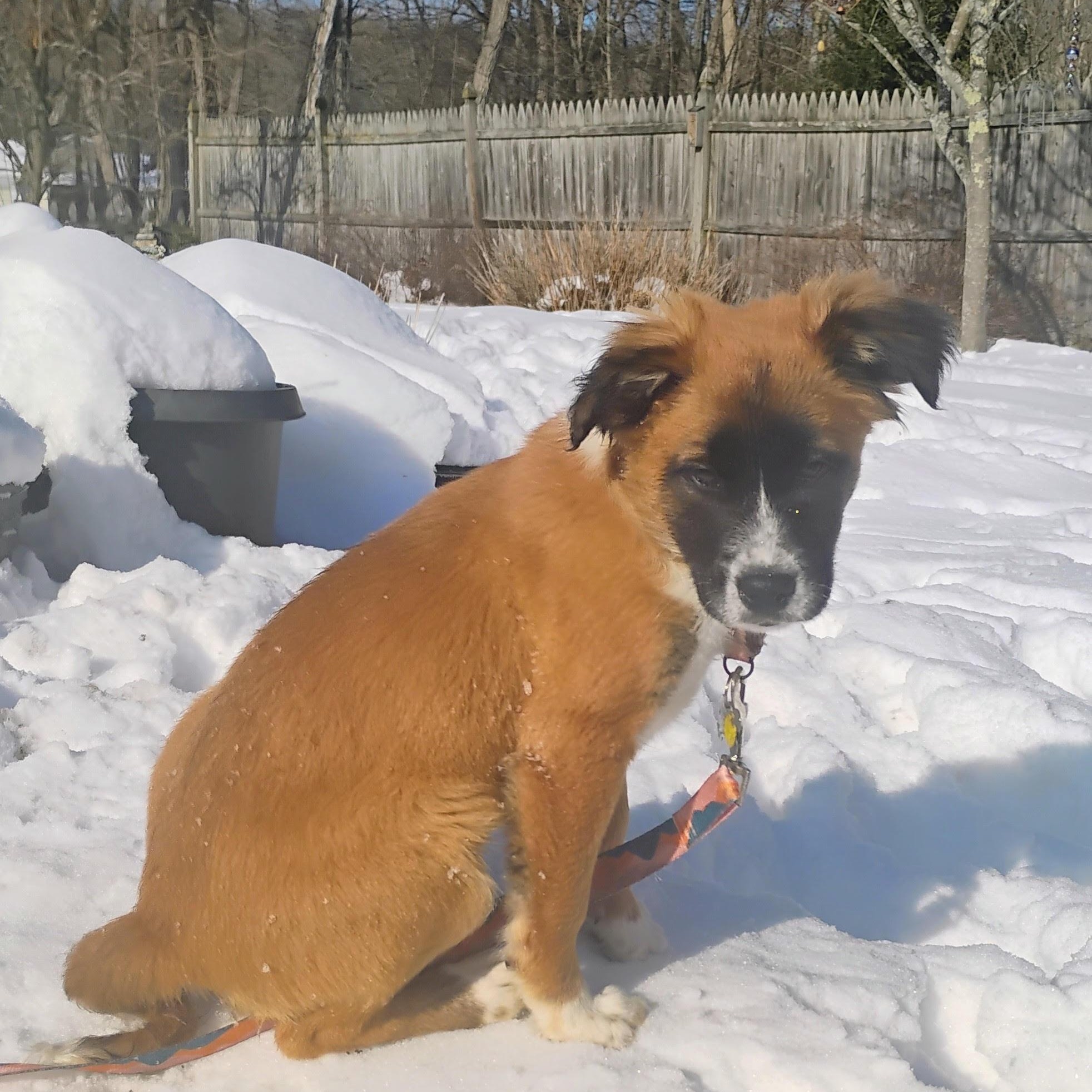 Fancy, an adoptable mixed breed in Albany, NY image 2/6