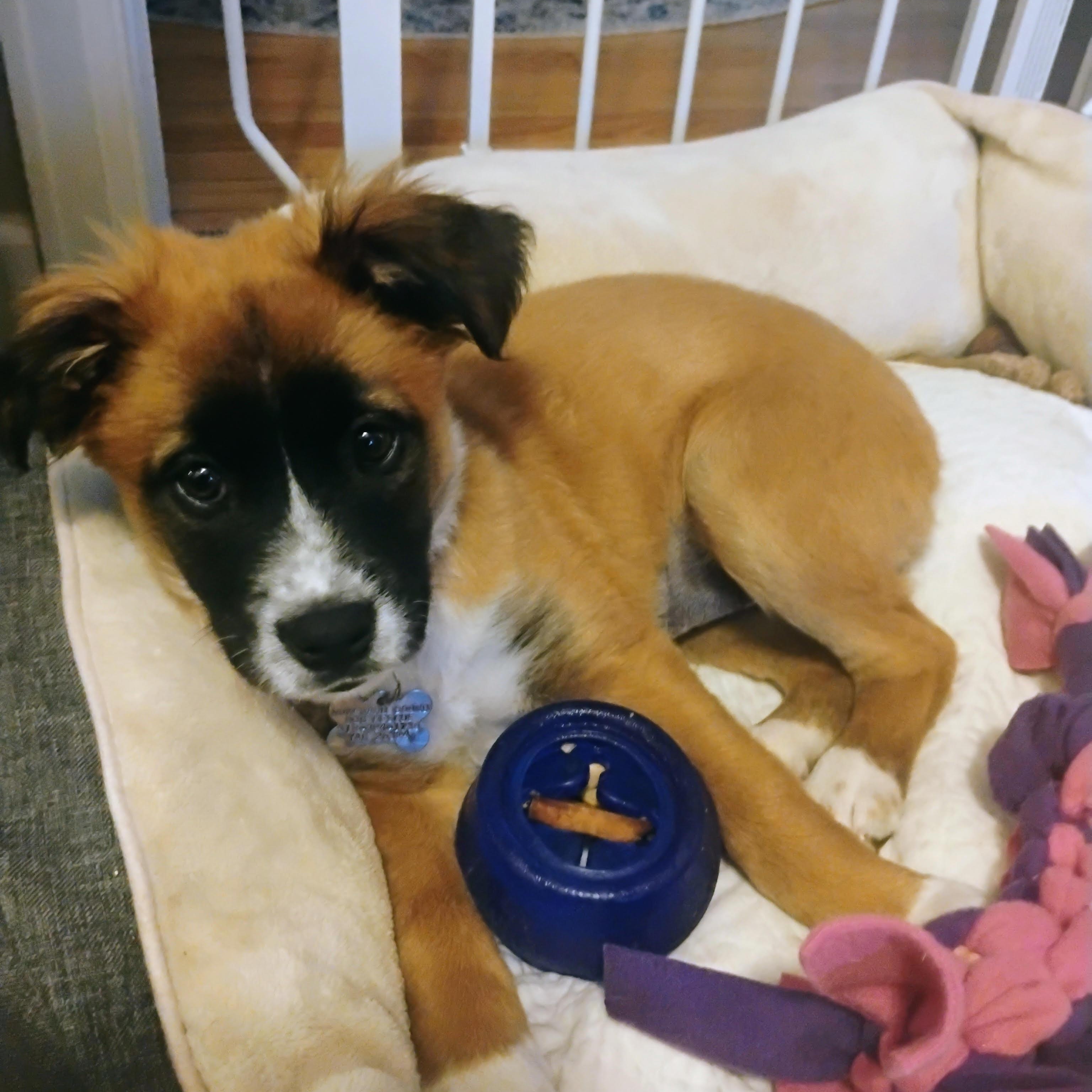 Fancy, an adoptable mixed breed in Albany, NY image 5/6