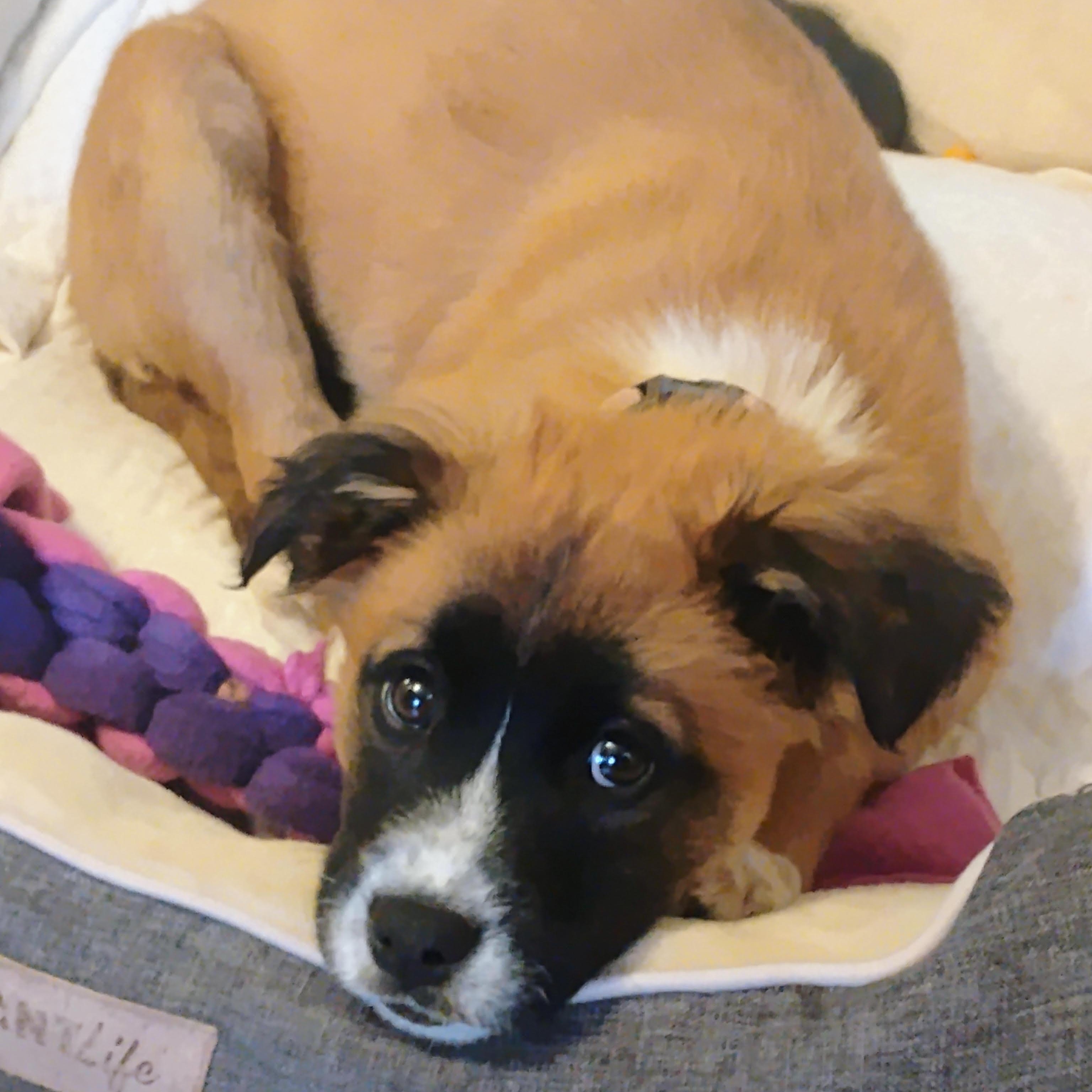 Fancy, an adoptable mixed breed in Albany, NY image 1/6