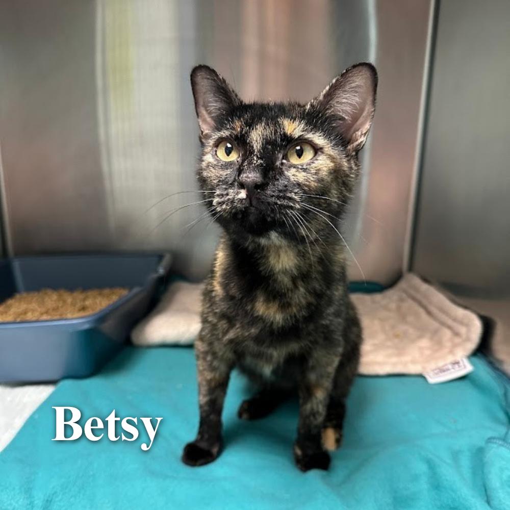 Betsy, Adoptable, Adult Female Domestic Short Hair.
