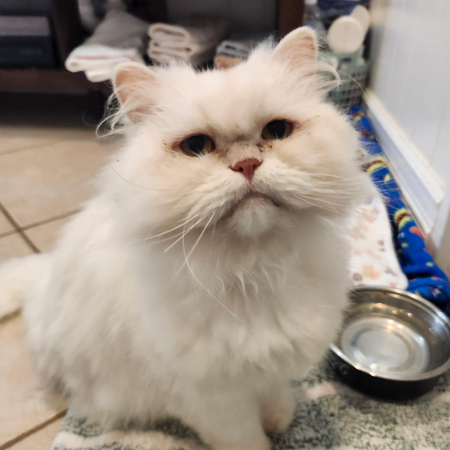 Enlarge SANIL, a Adoptable Ragdoll in Staten Island, NY image 2/2