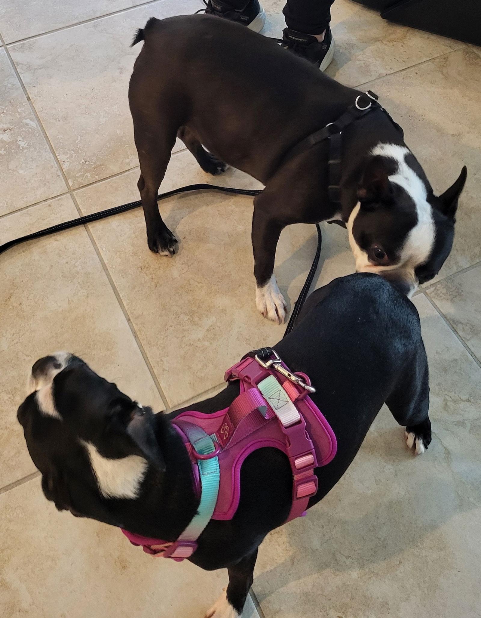 Ranger, Adopted, Adult Male Boston Terrier.