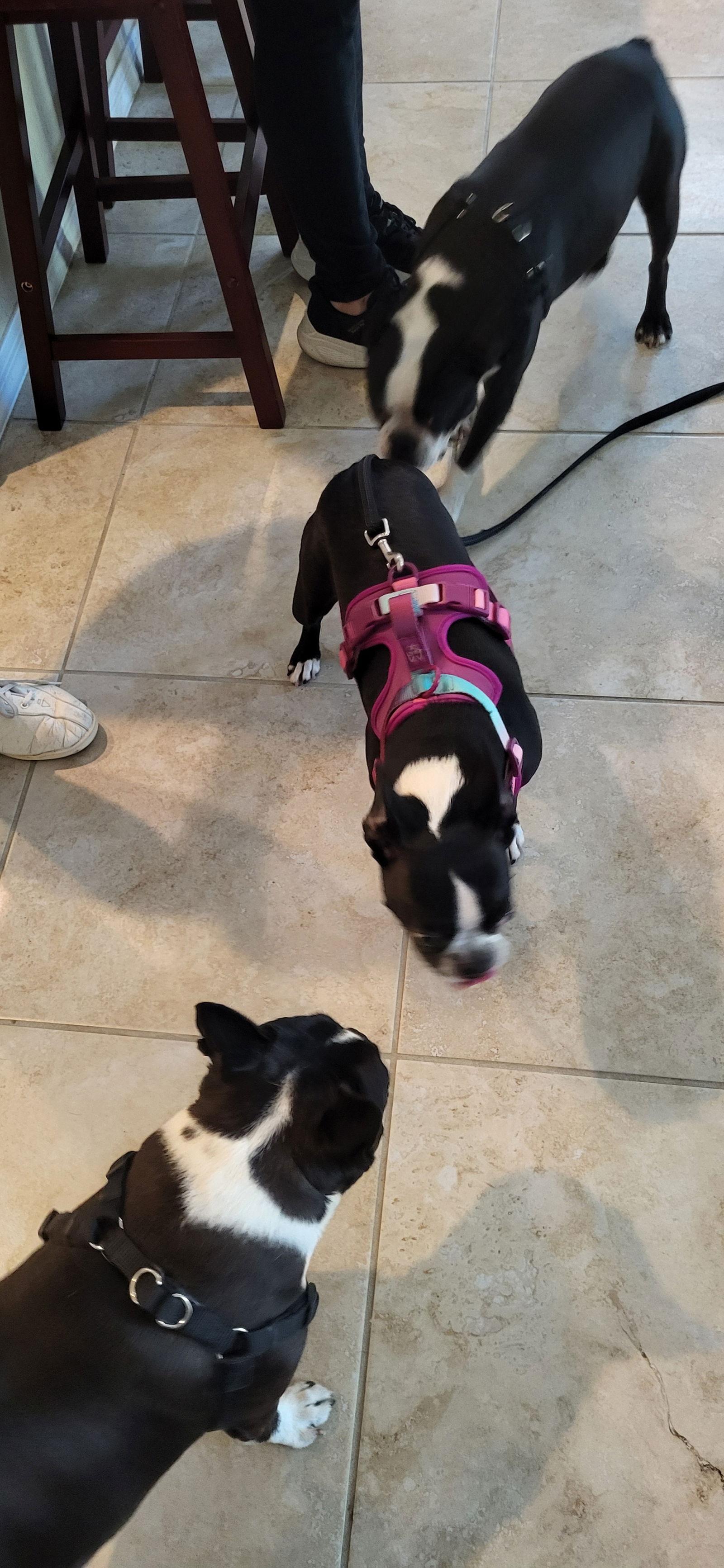 Enlarge Ranger, a Adopted Boston Terrier in Scottsdale, AZ image 2/3