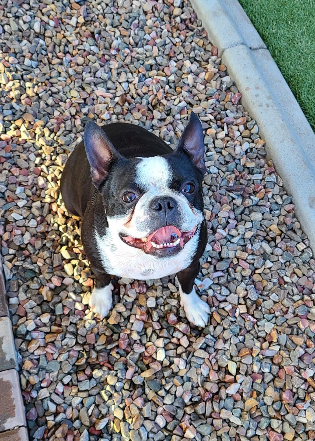 Enlarge Ranger, a Adopted Boston Terrier in Scottsdale, AZ image 3/3