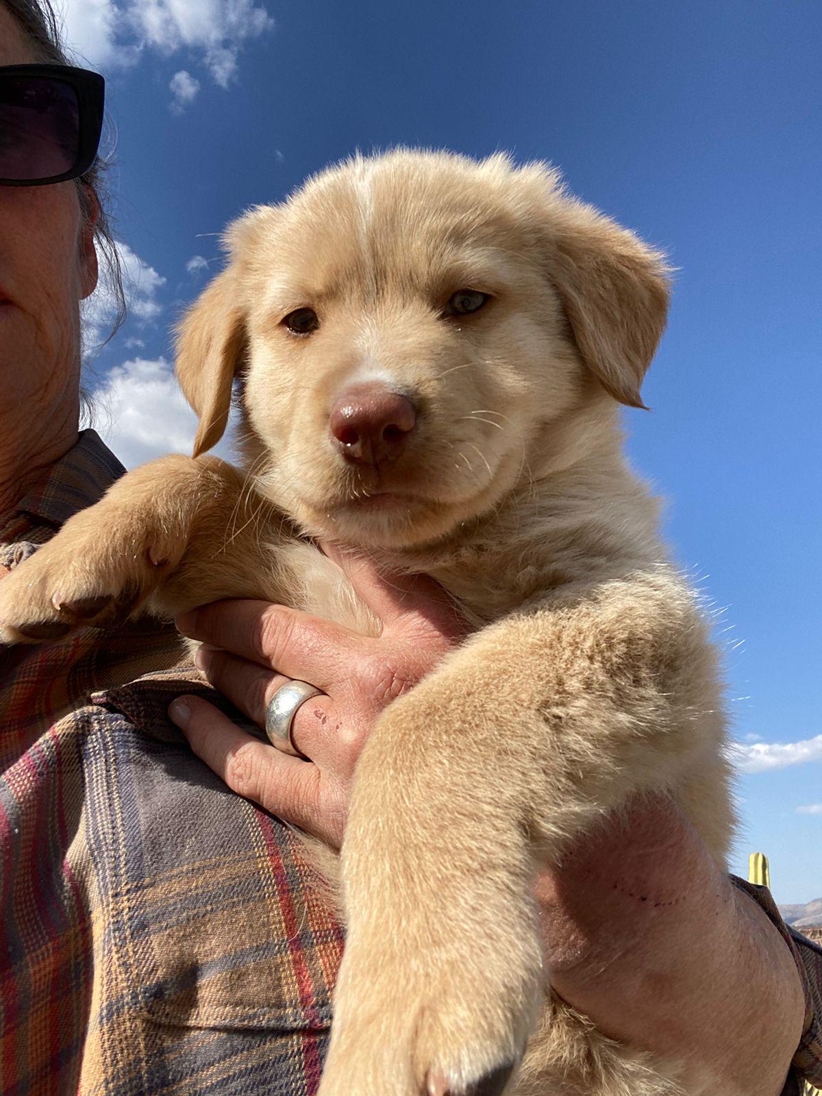 Enlarge Teddy, an adopted mixed breed in Austin, TX image 1/3