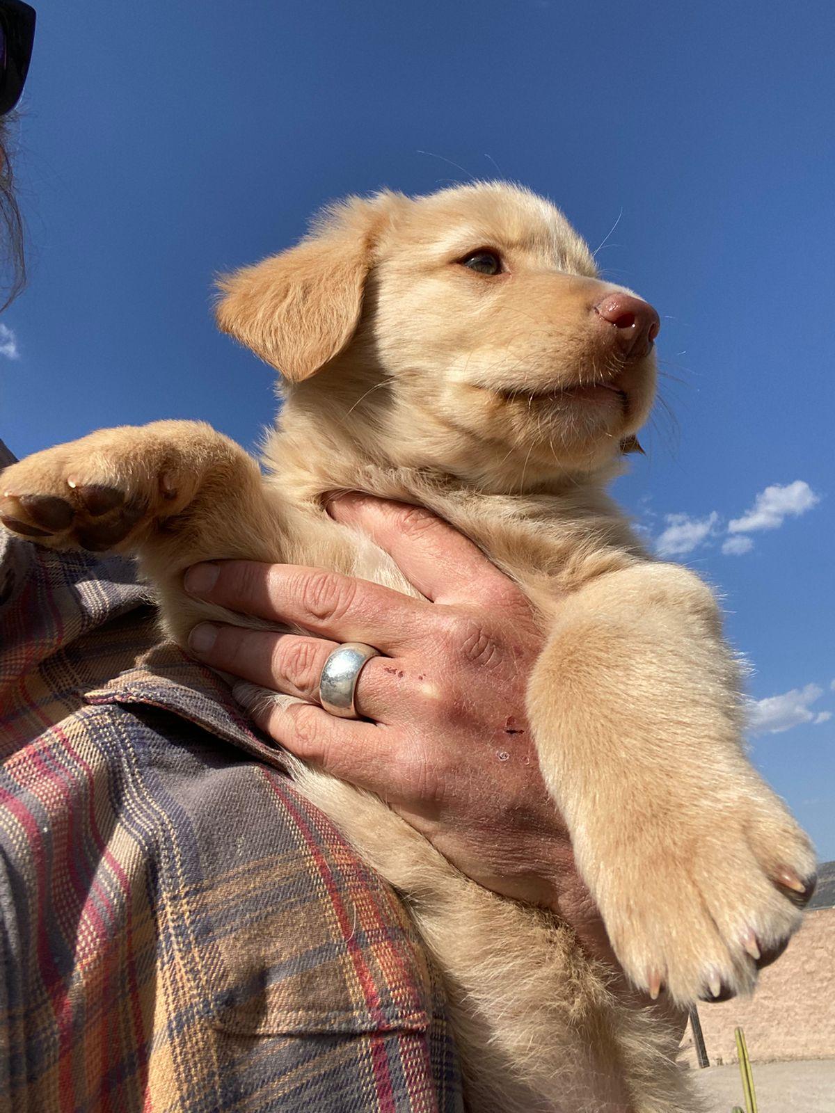Enlarge Teddy, an adopted mixed breed in Austin, TX image 3/3
