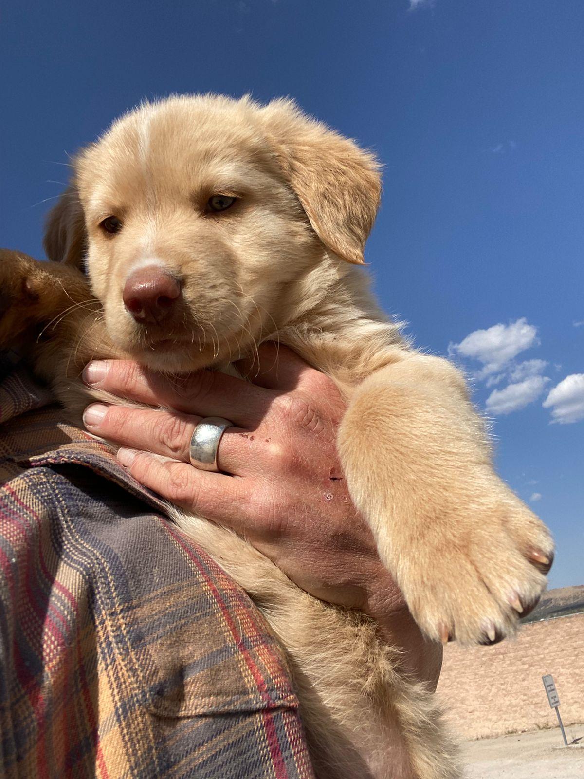 Teddy — thumbnail 3