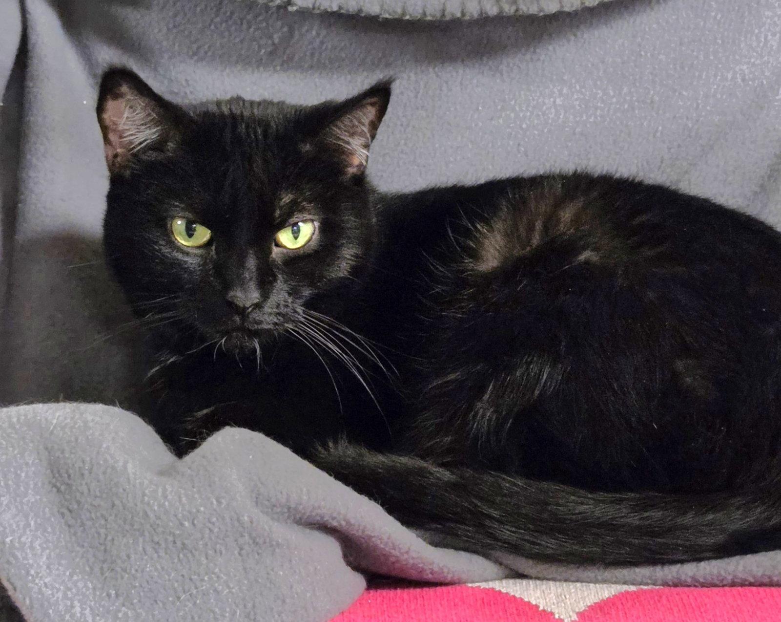 BJ, Adoptable, Adult Female Domestic Short Hair.