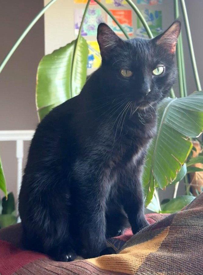 BJ, a Adoptable Domestic Short Hair in Shawnee, KS image 2/3