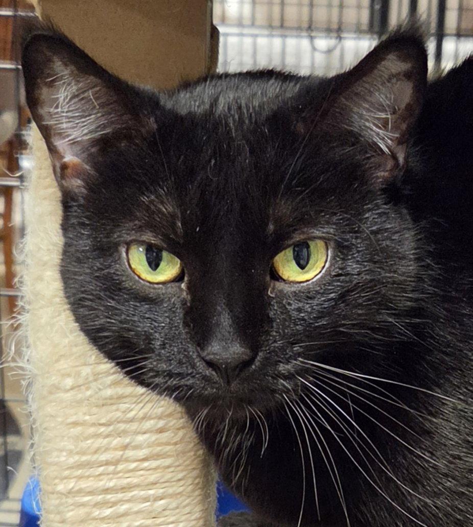 BJ, a Adoptable Domestic Short Hair in Shawnee, KS image 3/3