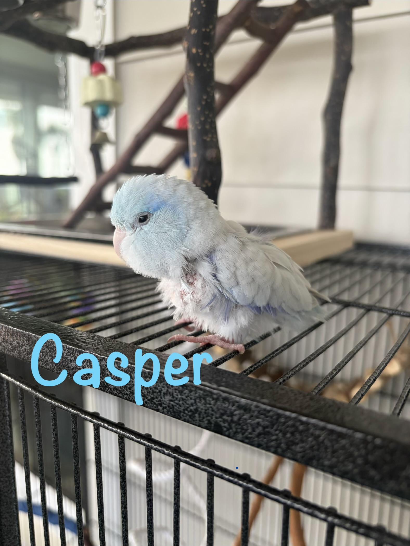 Enlarge Casper, a Adoptable Parrotlet in Panama City Beach, FL image 1/1
