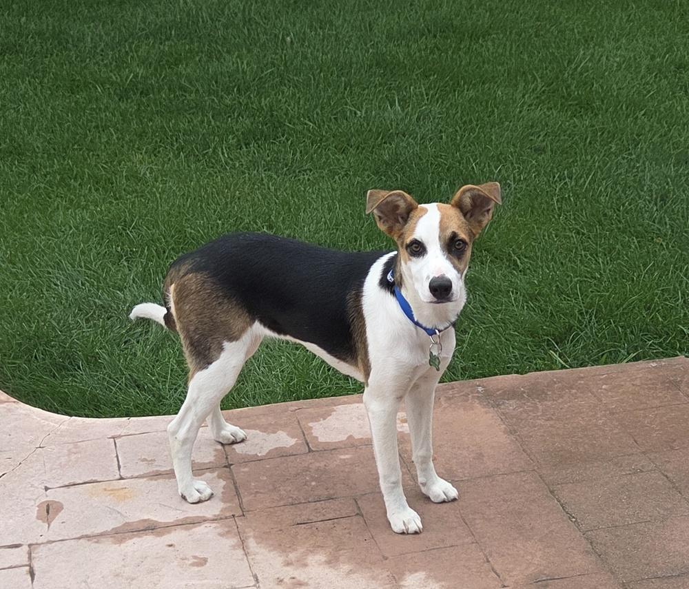 YUMI, Adoptable, Puppy Female Shepherd.