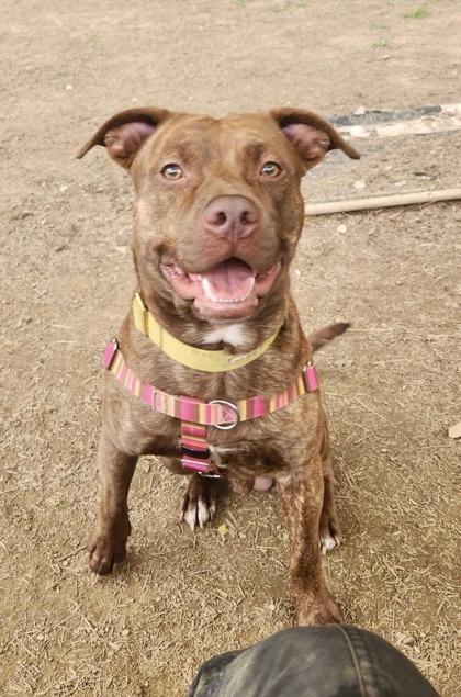 Bark Twain, a ADOPTABLE Pit Bull Terrier in Marshall, NC image 5/5