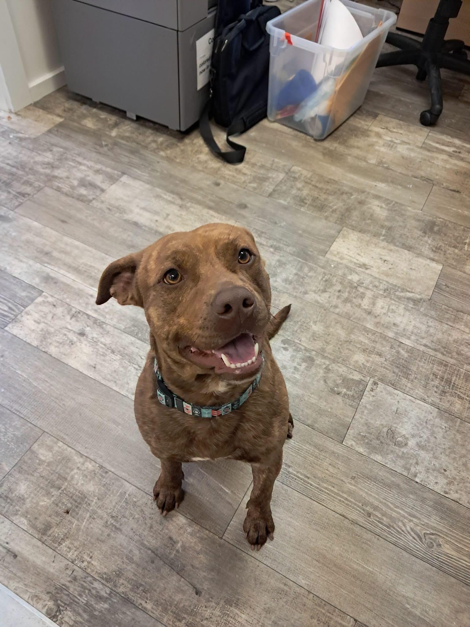 Bark Twain, a ADOPTABLE Pit Bull Terrier in Marshall, NC image 2/5