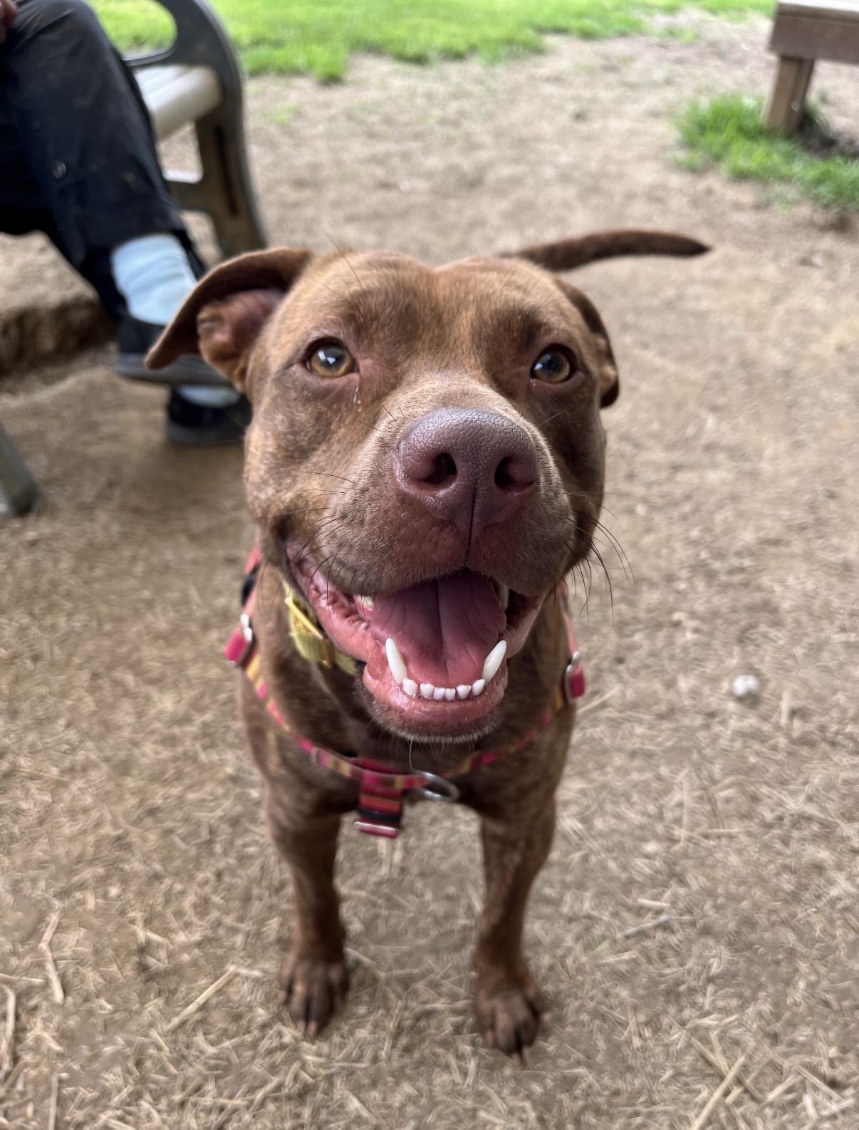 Bark Twain, a ADOPTABLE Pit Bull Terrier in Marshall, NC image 1/5