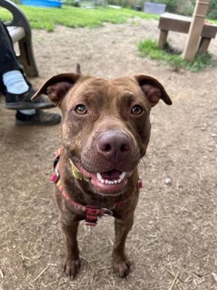 Bark Twain, a ADOPTABLE Pit Bull Terrier in Marshall, NC image 4/5