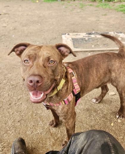 Bark Twain, a ADOPTABLE Pit Bull Terrier in Marshall, NC image 3/5
