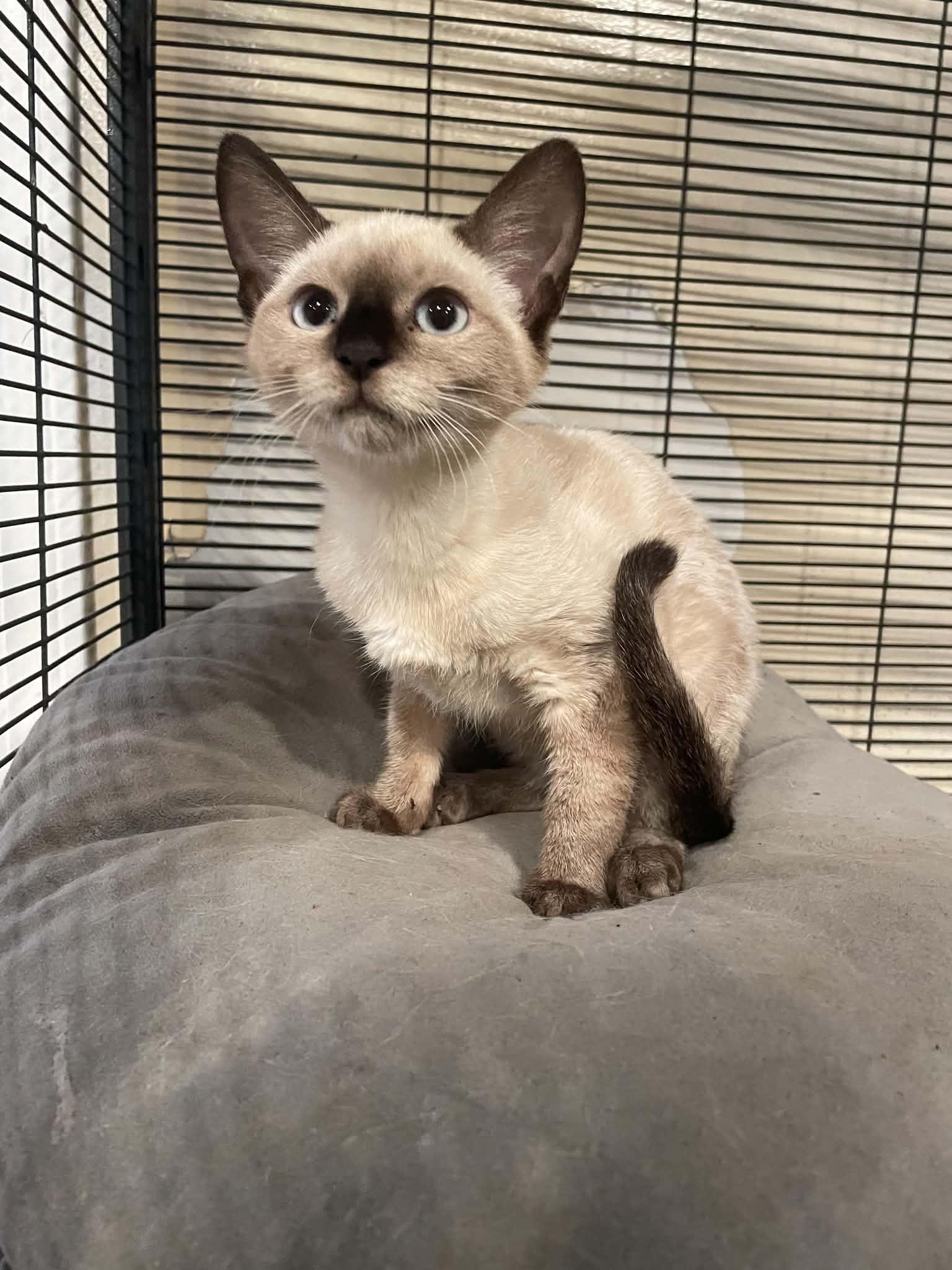 Shego, adopted, Young Female Siamese.
