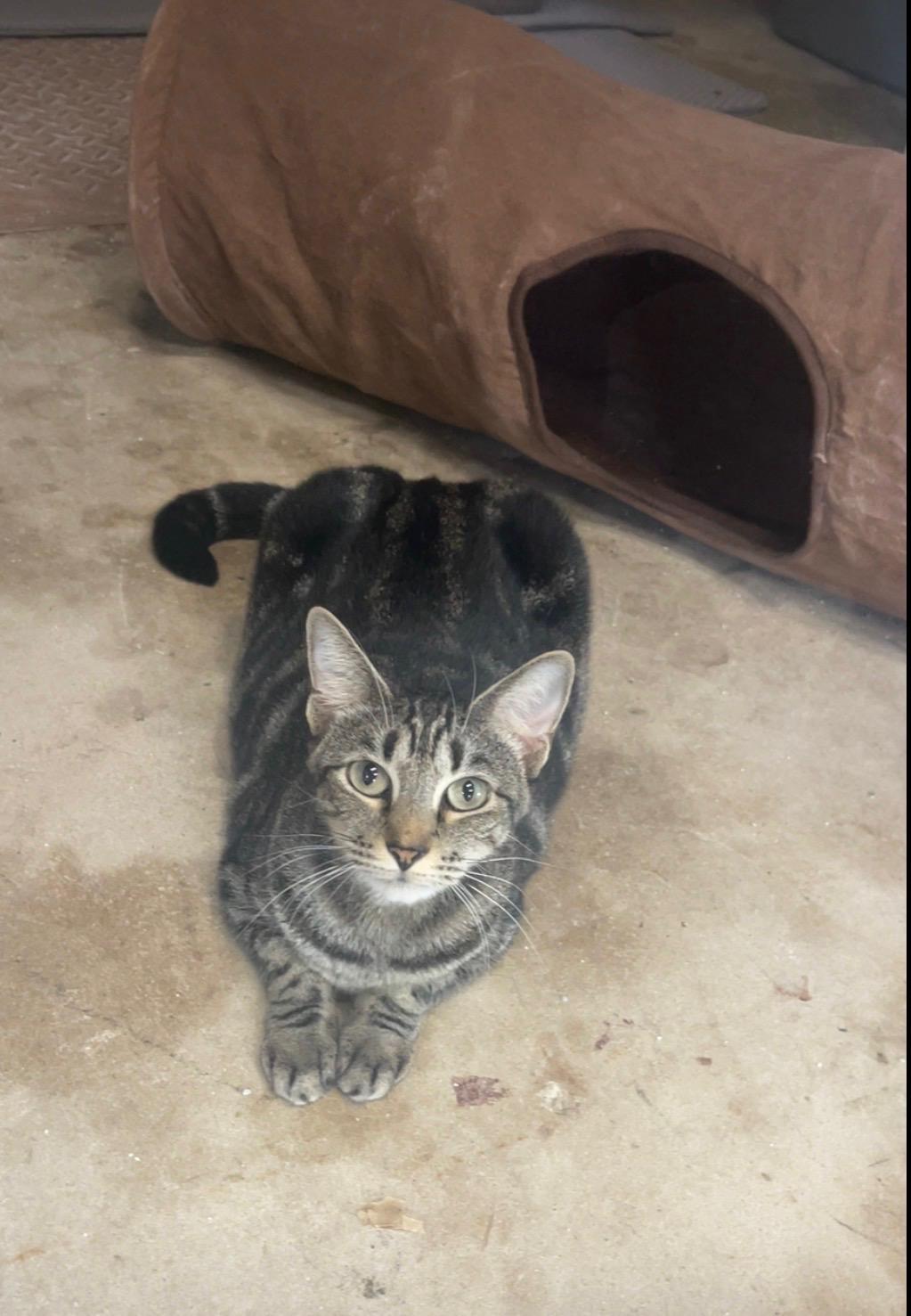 Enlarge Savannah (sweet girl) watch video, a Adoptable Domestic Short Hair in Daytona Beach, FL image 1/6