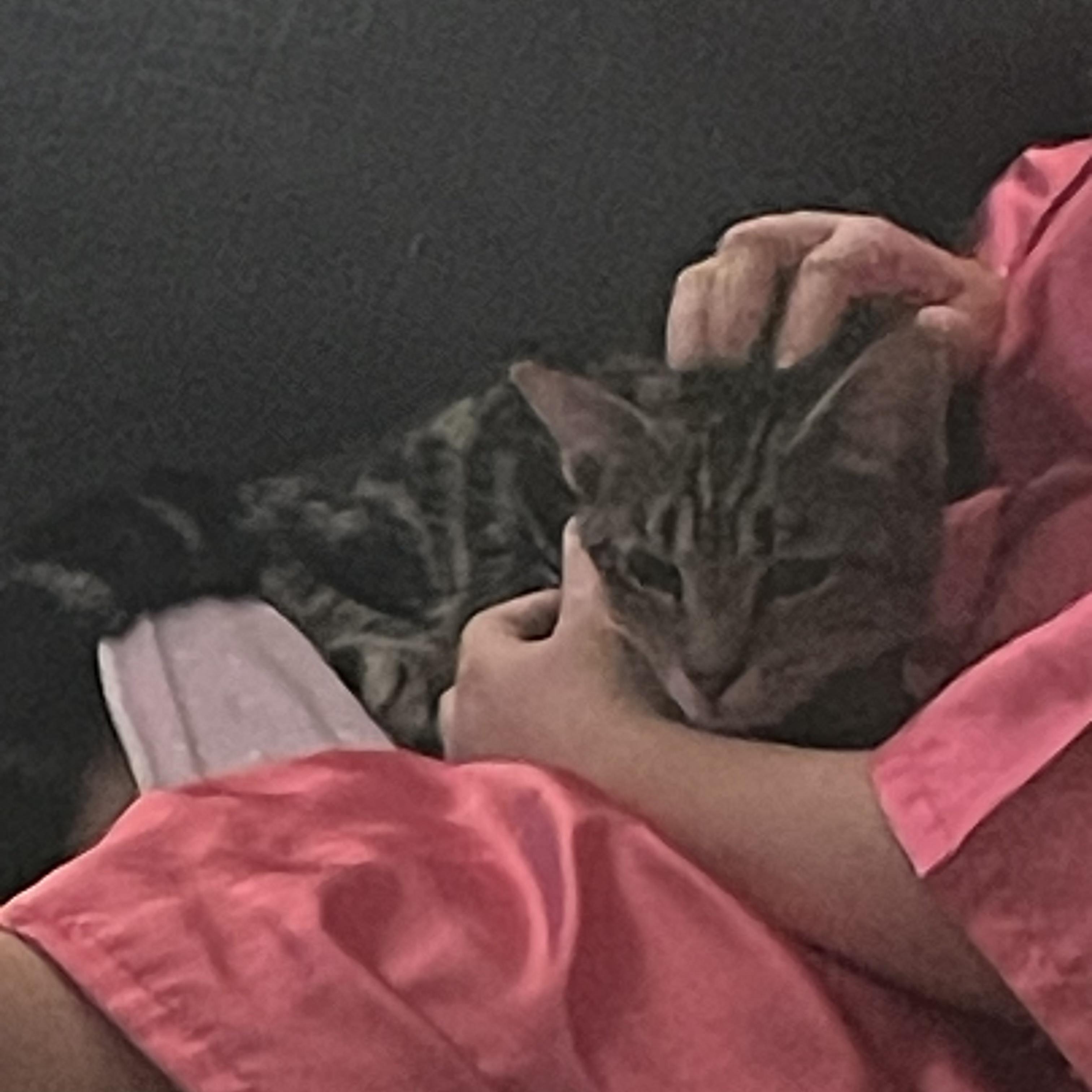 Enlarge Savannah (sweet girl) watch video, a Adoptable Domestic Short Hair in Daytona Beach, FL image 4/6