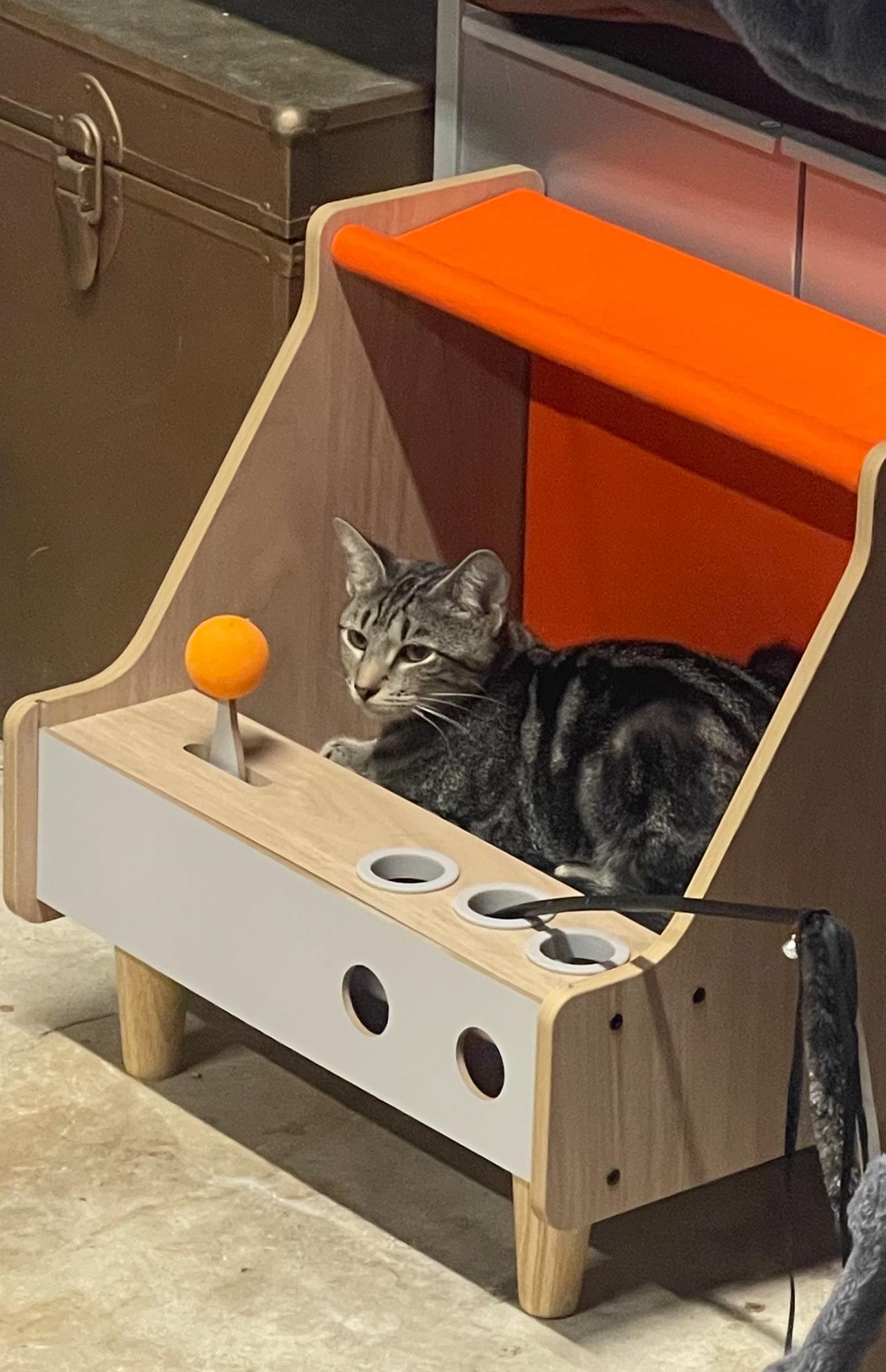 Enlarge Savannah (sweet girl) watch video, a Adoptable Domestic Short Hair in Daytona Beach, FL image 3/6