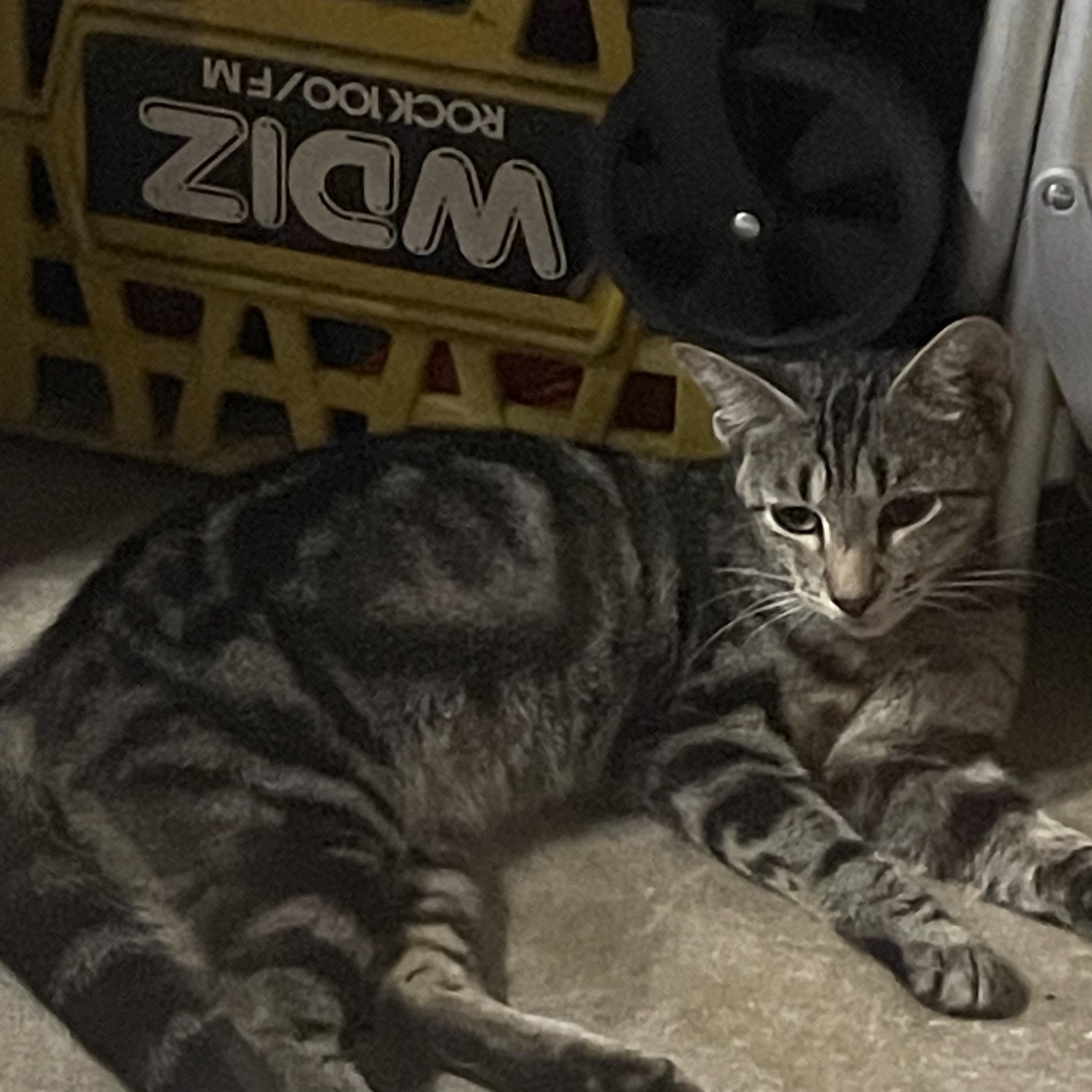 Enlarge Savannah (sweet girl) watch video, a Adoptable Domestic Short Hair in Daytona Beach, FL image 5/6