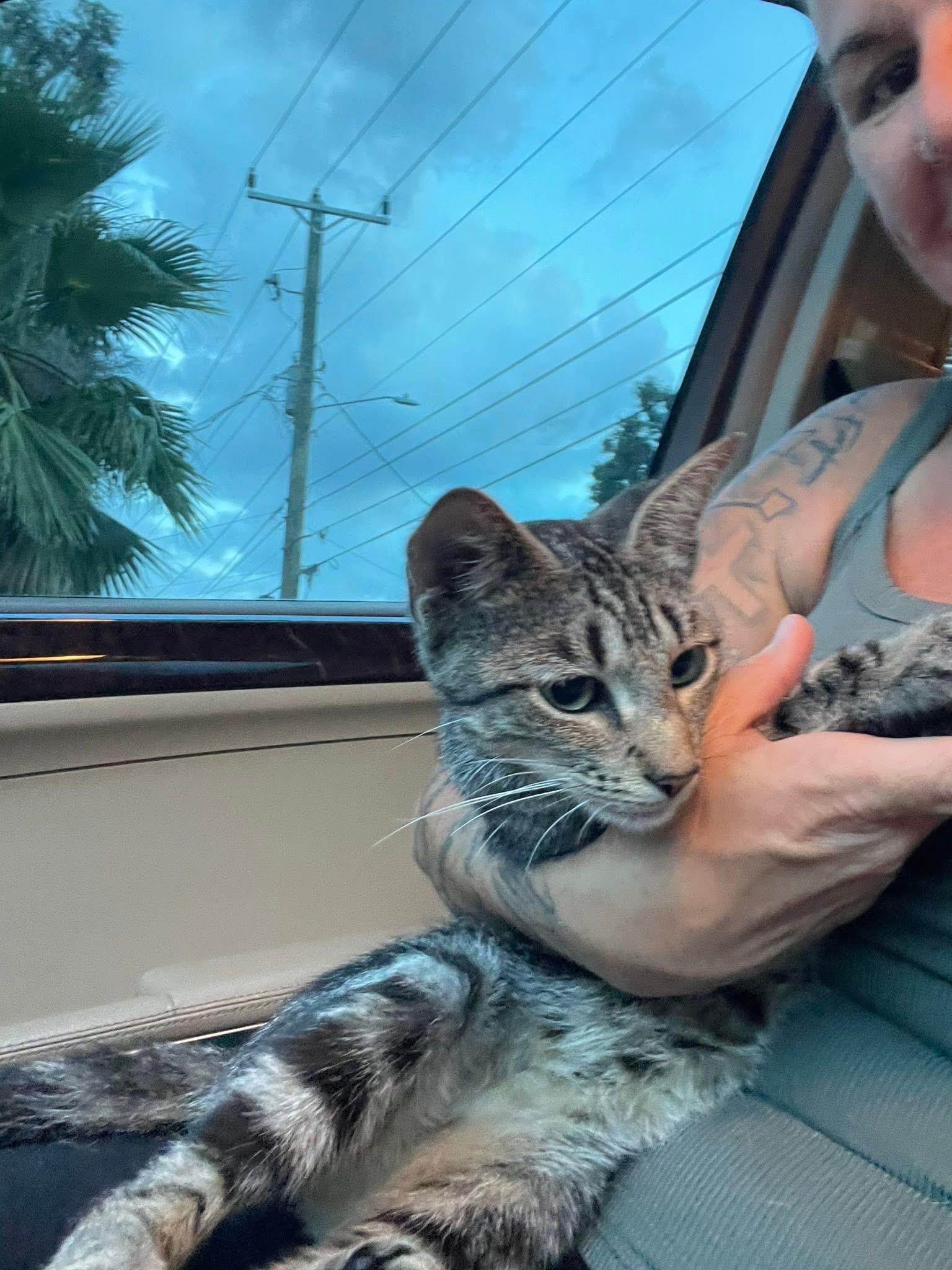 Enlarge Savannah (sweet girl) watch video, a Adoptable Domestic Short Hair in Daytona Beach, FL image 2/6