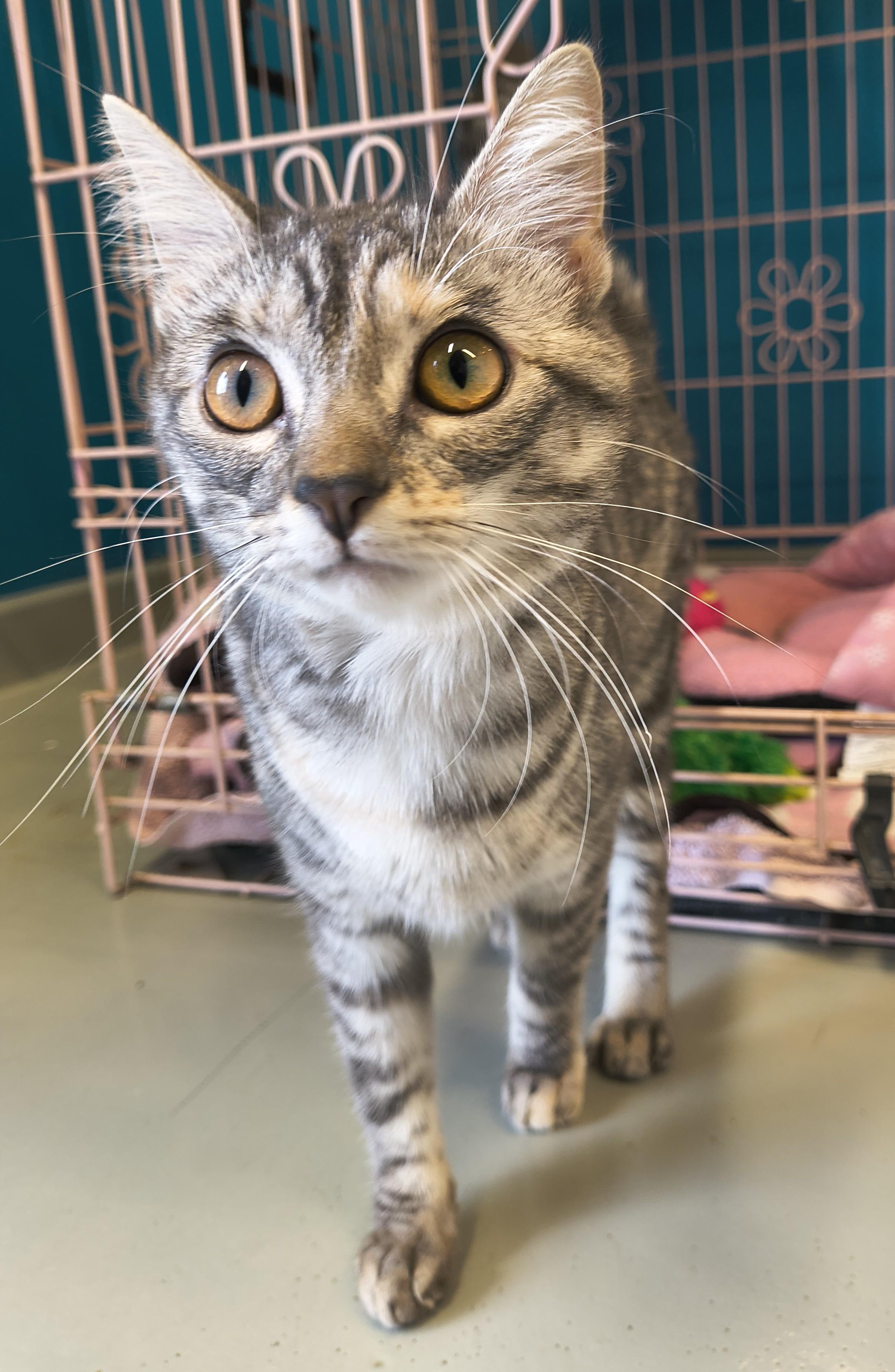 Enlarge Starlight, an adopted Domestic Short Hair in Plano, TX image 1/6