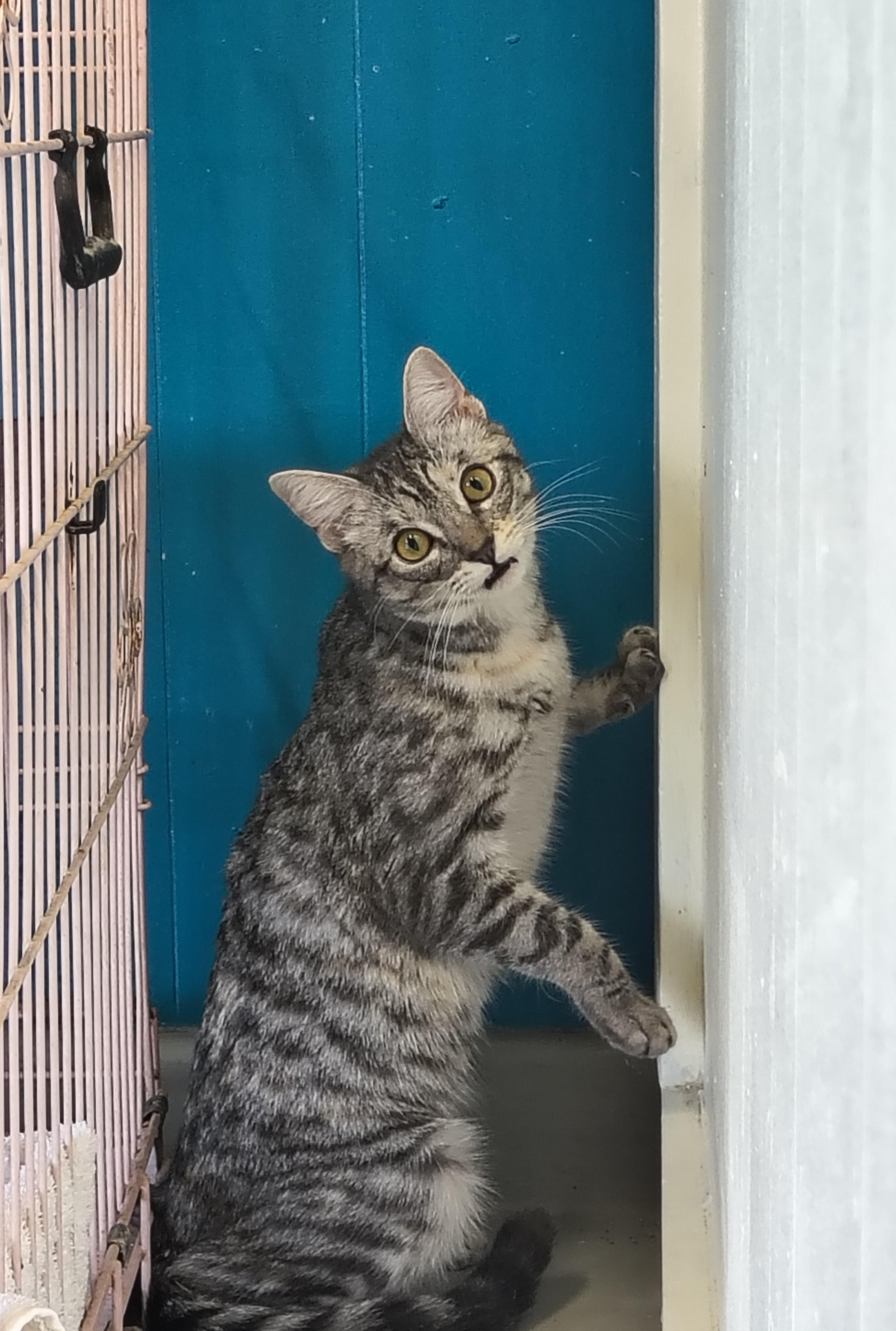 Enlarge Starlight, an adopted Domestic Short Hair in Plano, TX image 5/6