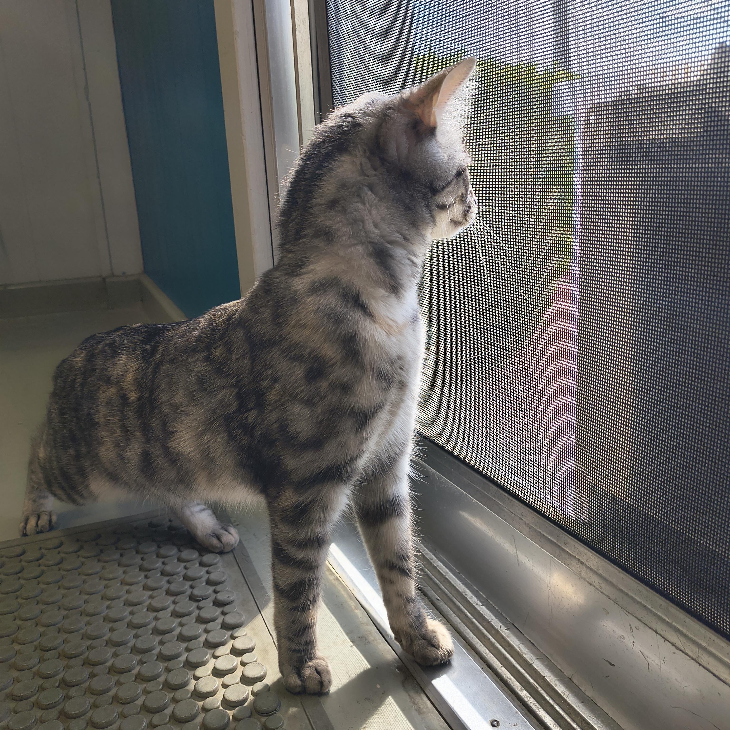 Enlarge Starlight, an adopted Domestic Short Hair in Plano, TX image 4/6