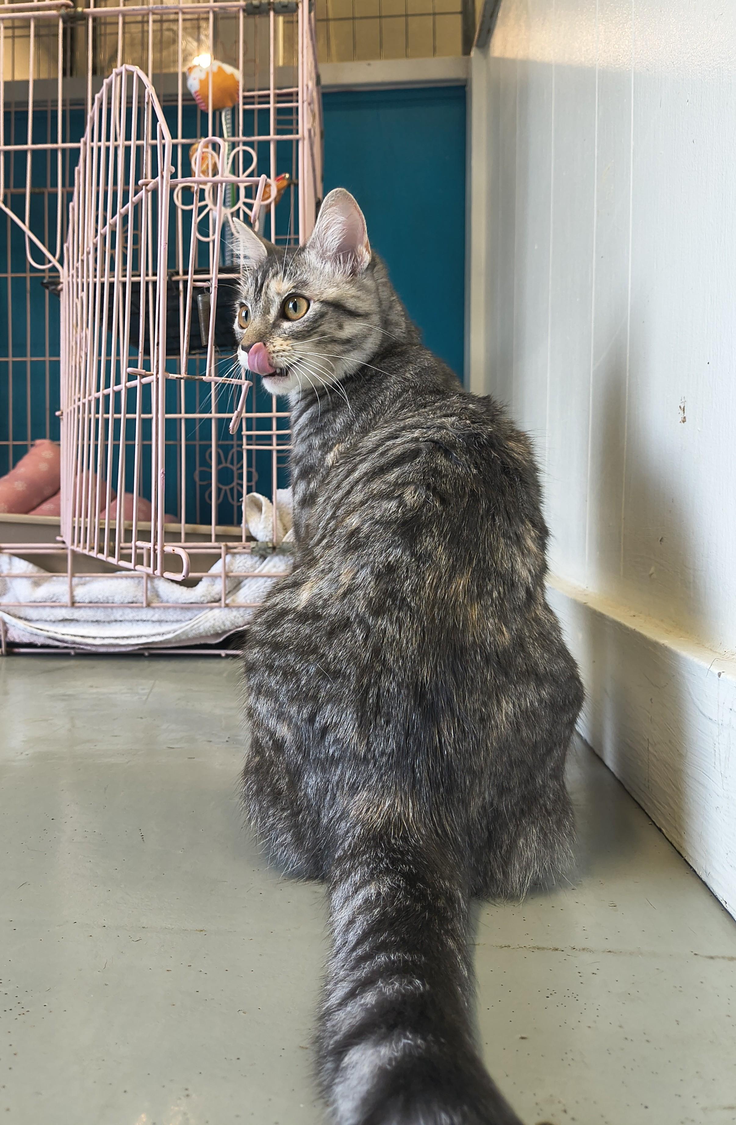 Enlarge Starlight, an adopted Domestic Short Hair in Plano, TX image 2/6