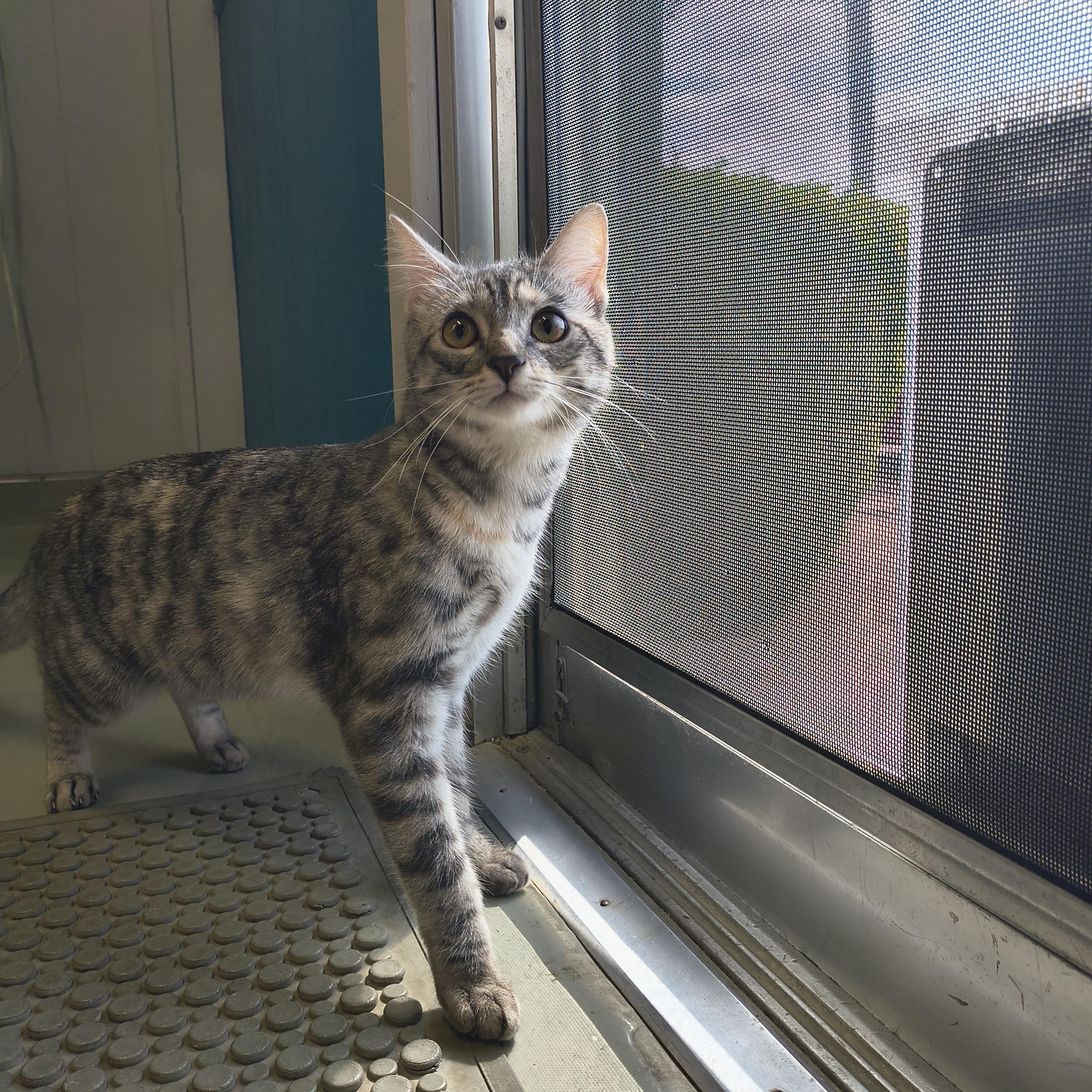 Enlarge Starlight, an adopted Domestic Short Hair in Plano, TX image 3/6