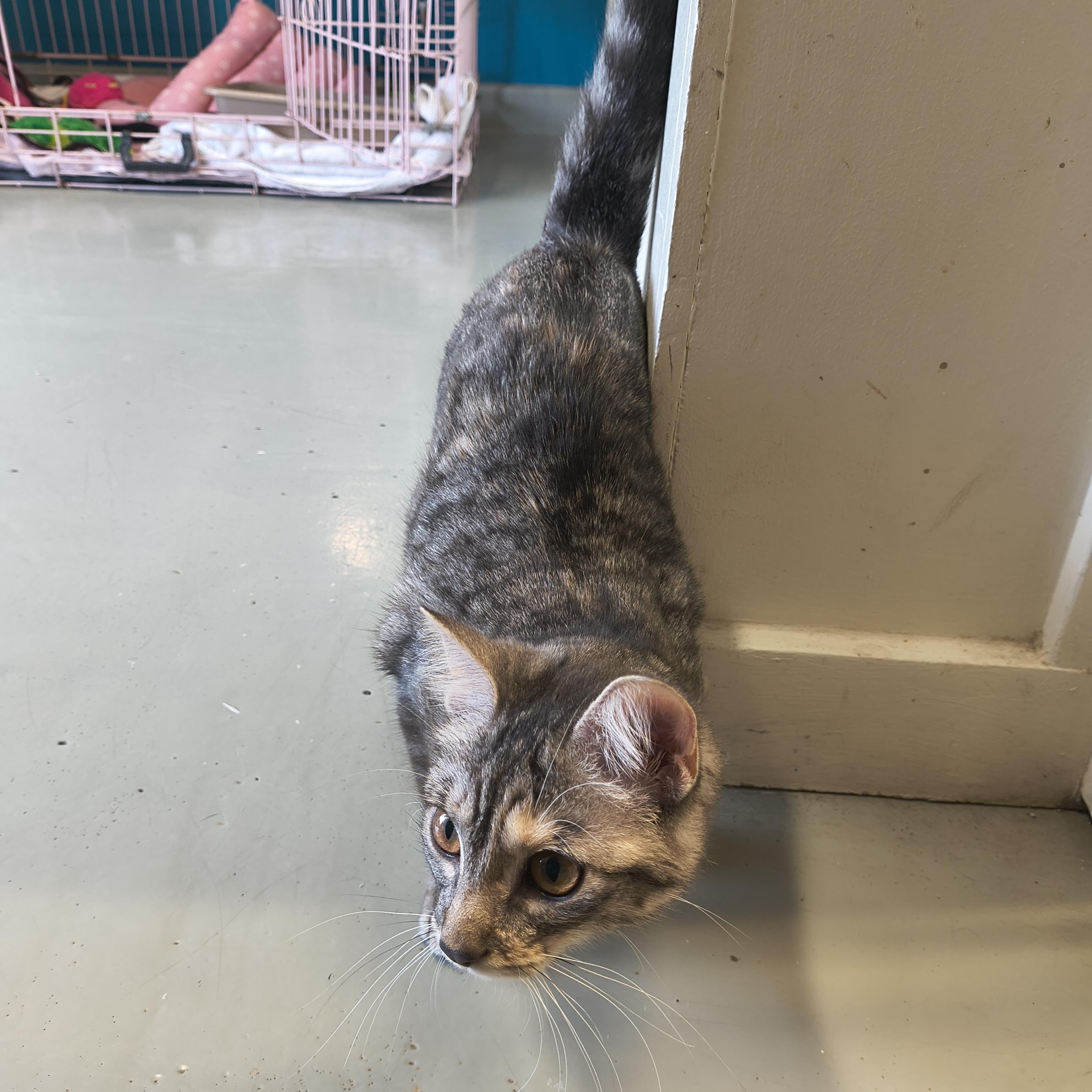 Enlarge Starlight, an adopted Domestic Short Hair in Plano, TX image 6/6