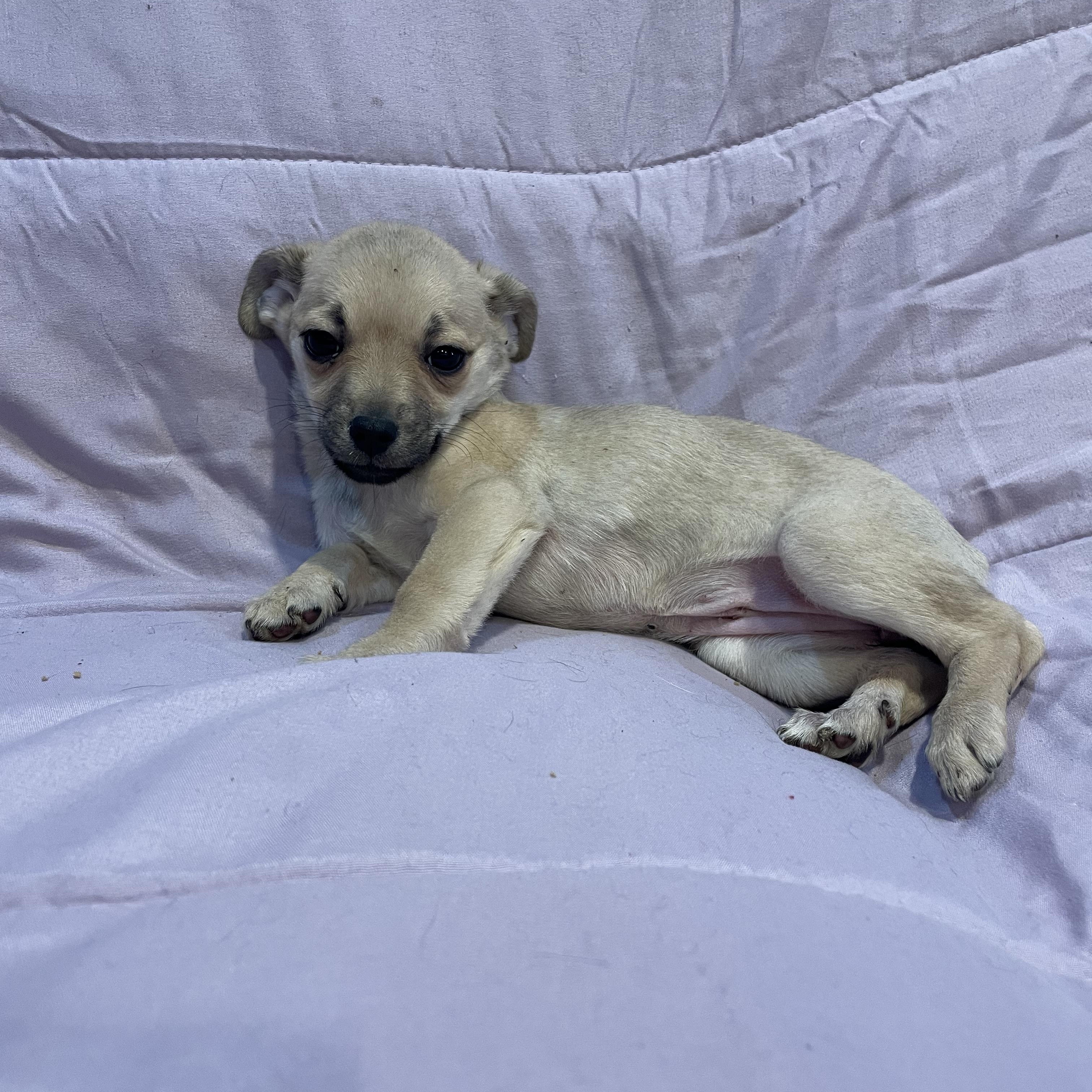 Enlarge Zoe , an adopted mixed breed in Phoenix, AZ image 1/3