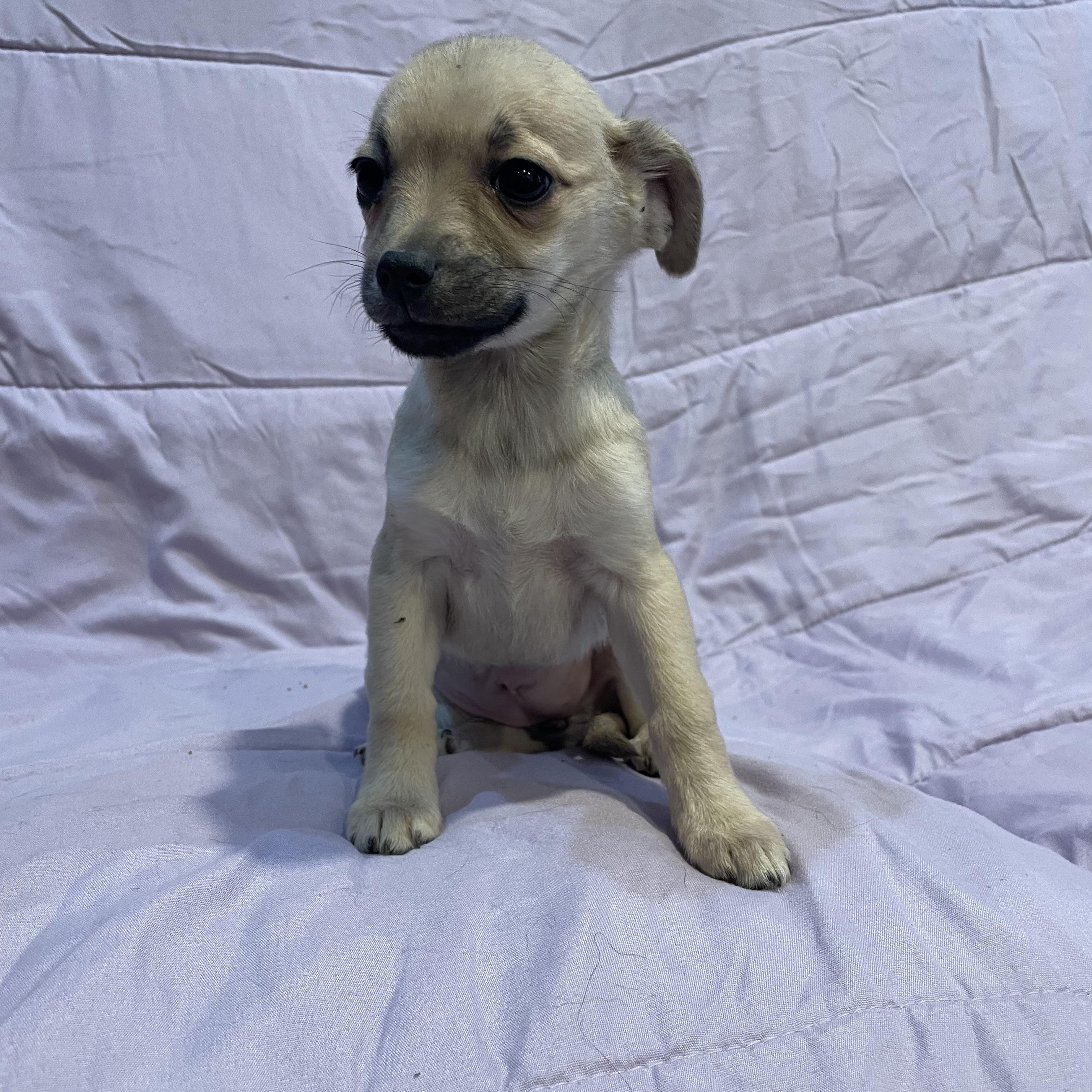 Enlarge Zoe , an adopted mixed breed in Phoenix, AZ image 3/3