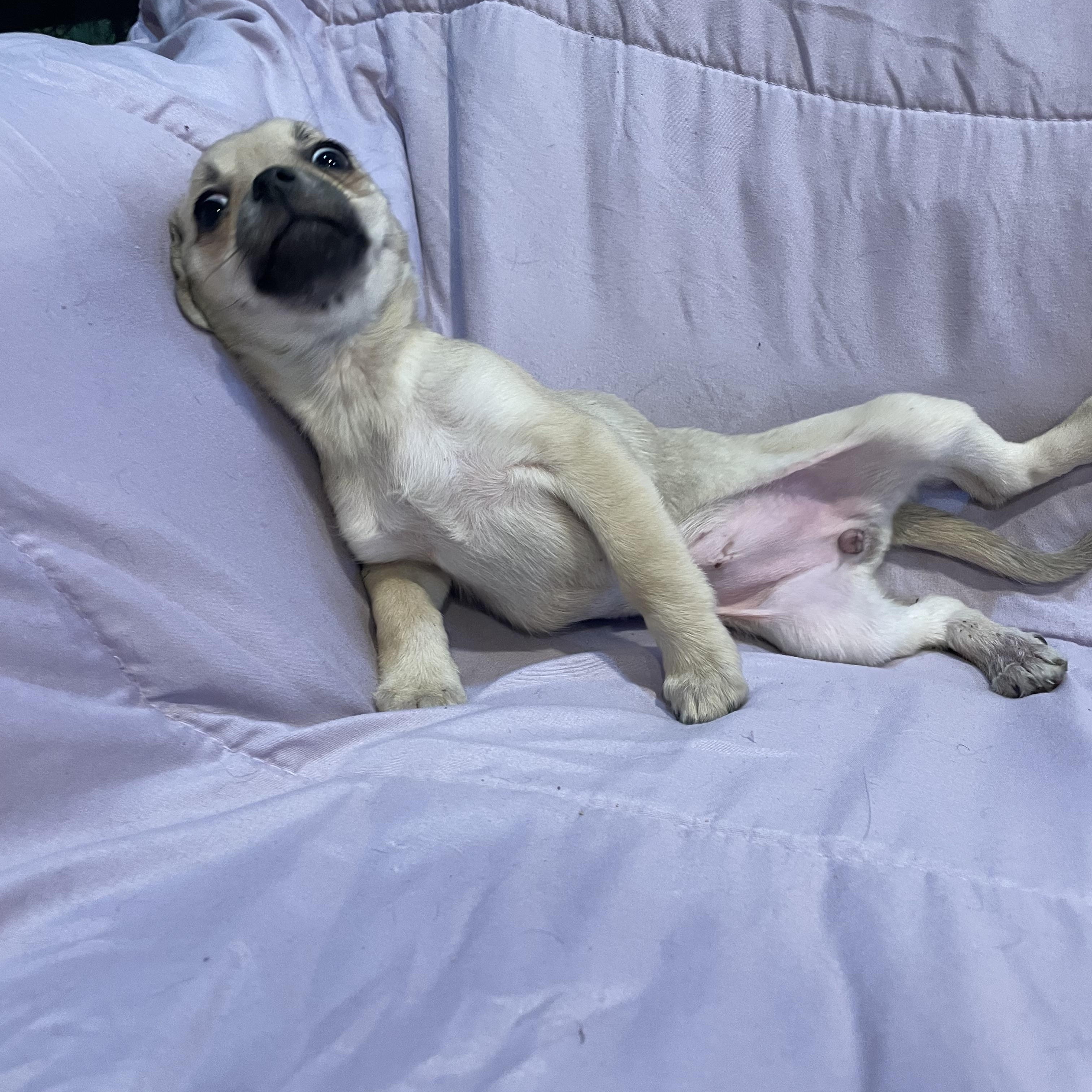 Enlarge Zoe , an adopted mixed breed in Phoenix, AZ image 2/3