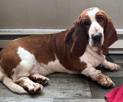 JAX, Adopted, Young Male Basset Hound.