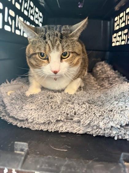 Enlarge Sky, a Adoptable Domestic Short Hair in Montclair, NJ image 1/1