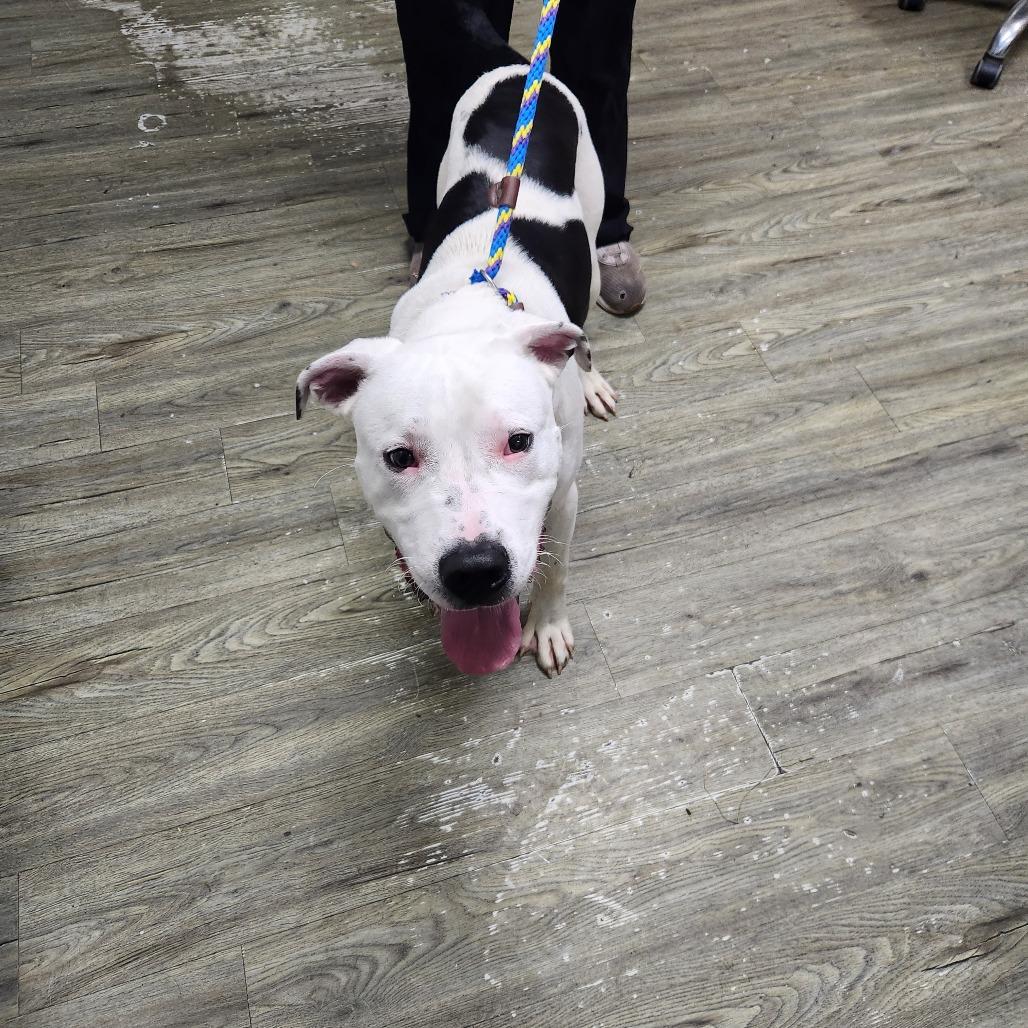 Tyrone, Adoptable, Young Male Mixed Breed.
