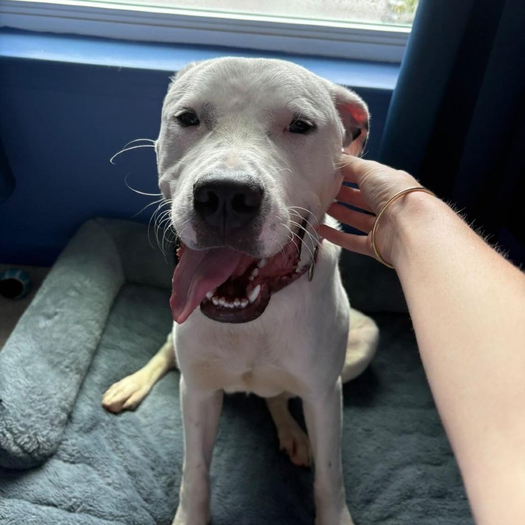 Enlarge Tyrone, a Adoptable Mixed Breed in Summerville, SC image 2/3