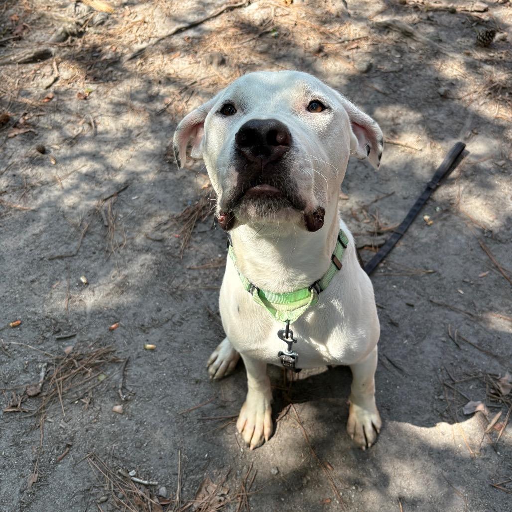 Enlarge Tyrone, a Adoptable Mixed Breed in Summerville, SC image 4/5