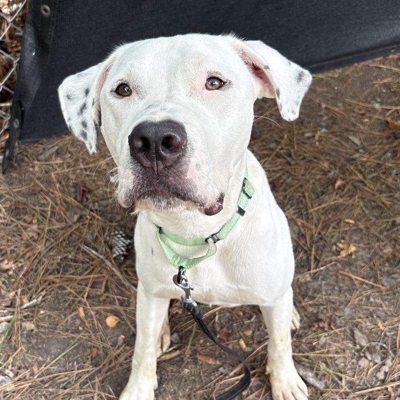 Enlarge Tyrone, a Adoptable Mixed Breed in Summerville, SC image 5/5