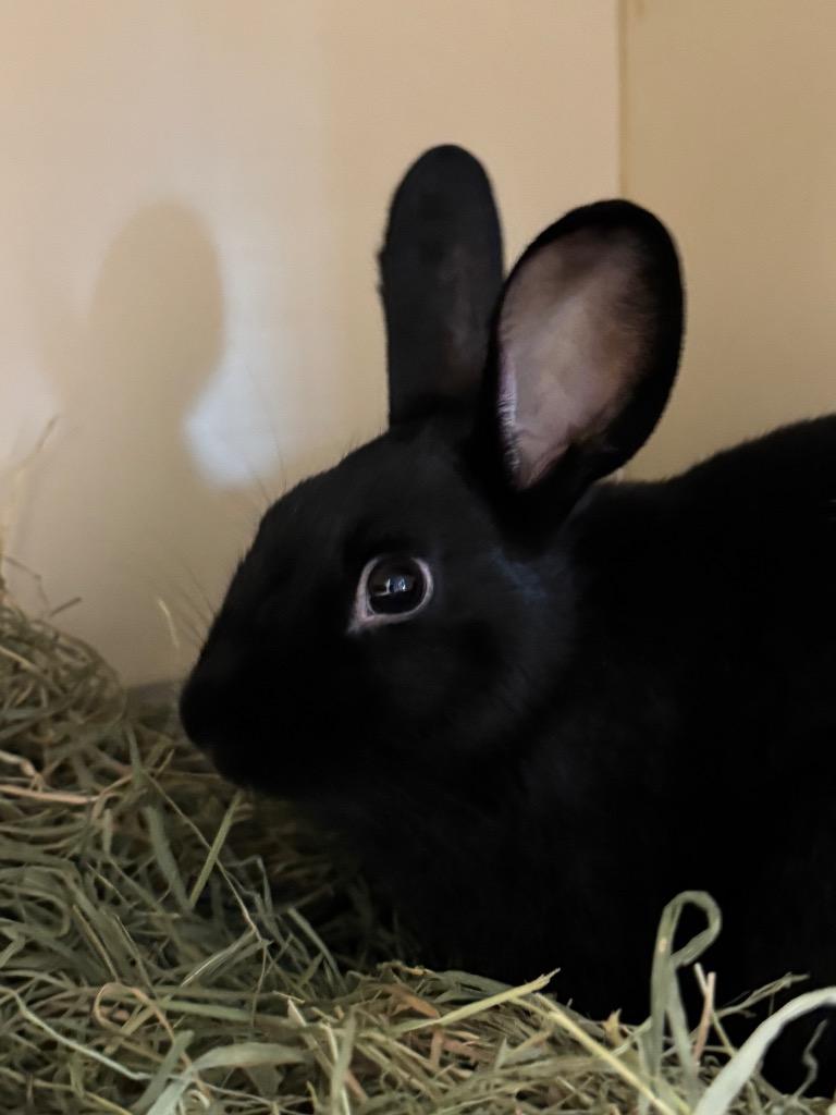 Enlarge Star, a Adoptable American in Bloomington, IN image 3/6