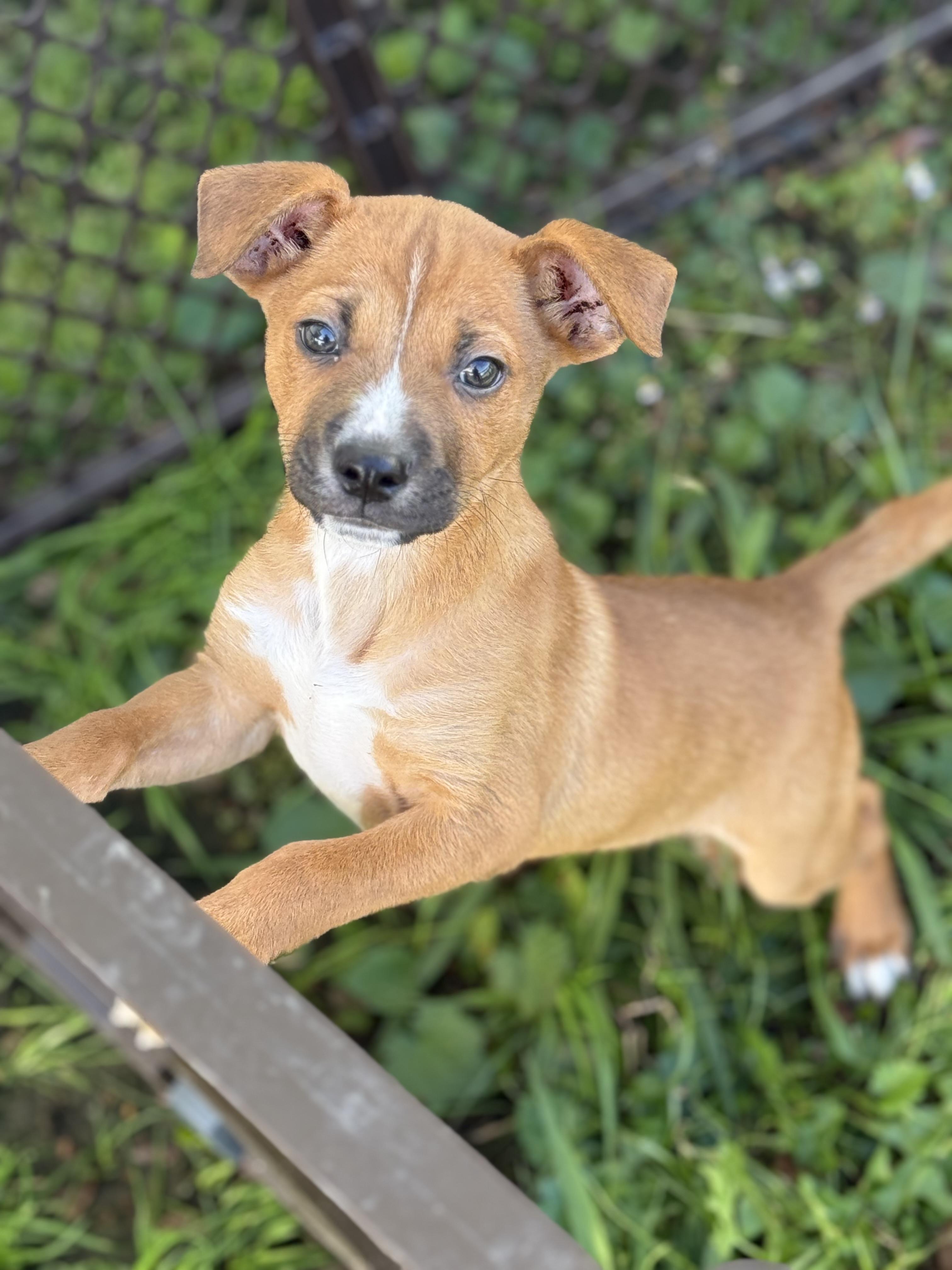 Biscotti, ADOPTABLE, Puppy Male Boxer & Black Mouth Cur.