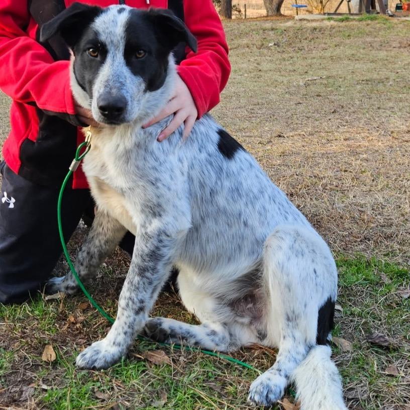 Enlarge Chip, a Adoptable mixed breed in Wadena, MN image 1/1