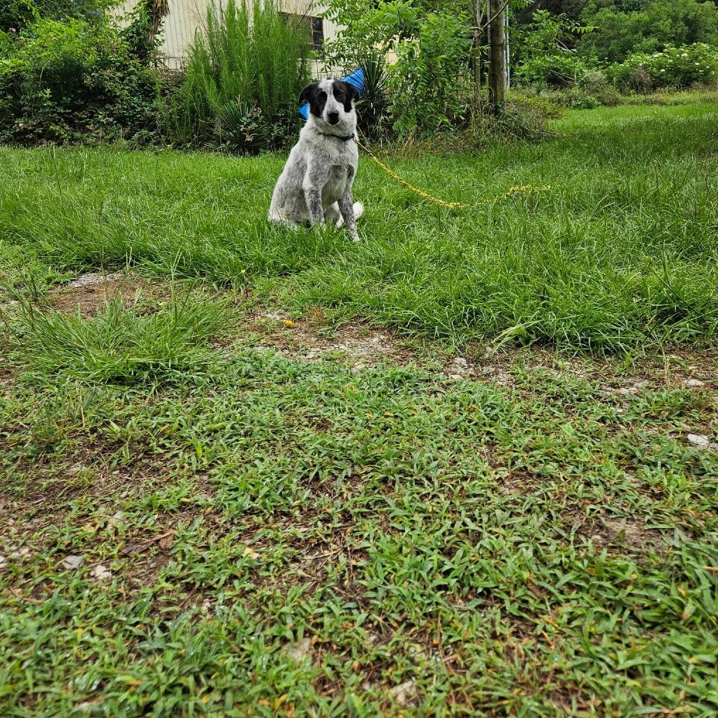 Chip, a Adoptable mixed breed in Wadena, MN image 2/3