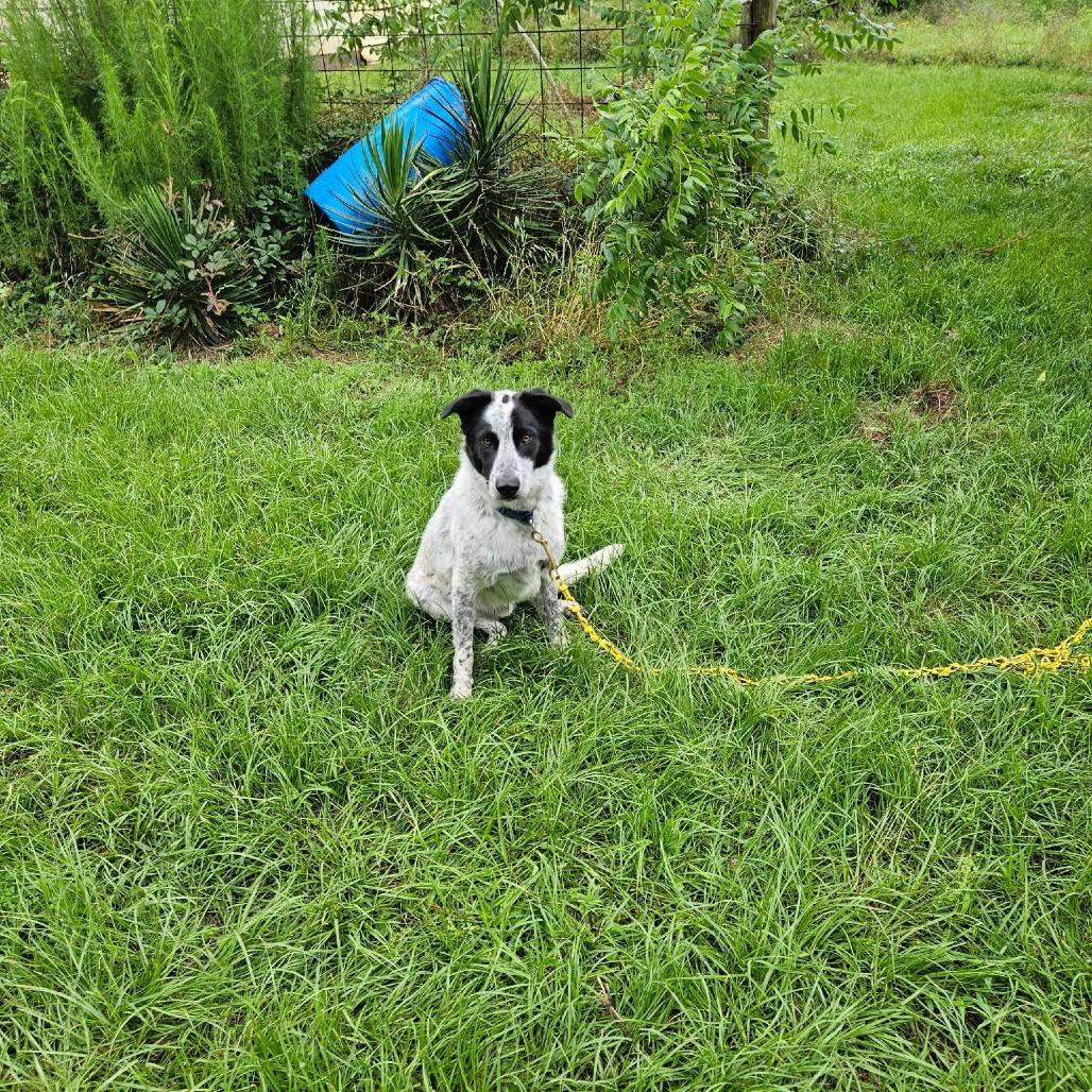 Chip, a Adoptable mixed breed in Wadena, MN image 3/3